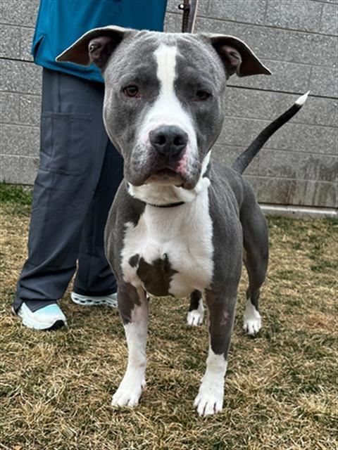 BUTTERBALL, Adoptable, Young Male Pit Bull Terrier.