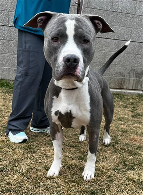 Enlarge BUTTERBALL, a Adoptable Pit Bull Terrier in Ogden, UT image 1/1