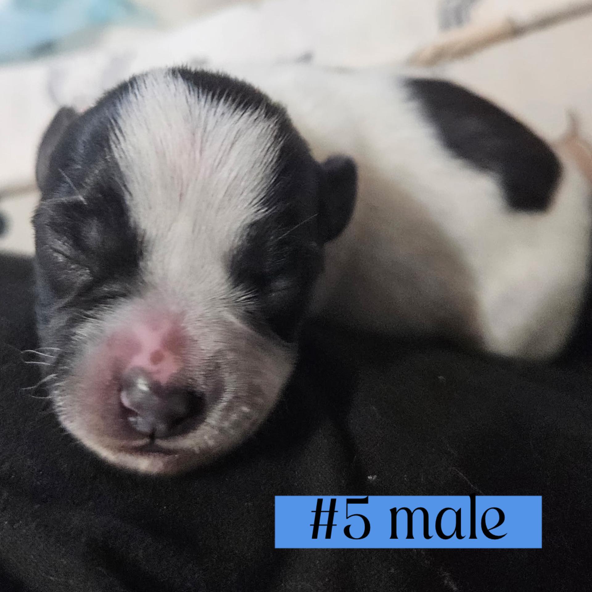 The "L" Litter of puppies, a ADOPTABLE mixed breed in Arroyo Grande, CA image 6/6