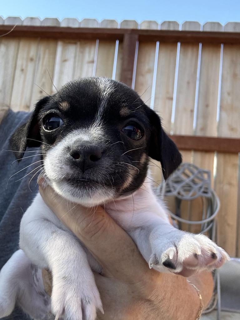 Enlarge LEO, an adopted mixed breed in Arroyo Grande, CA image 2/5