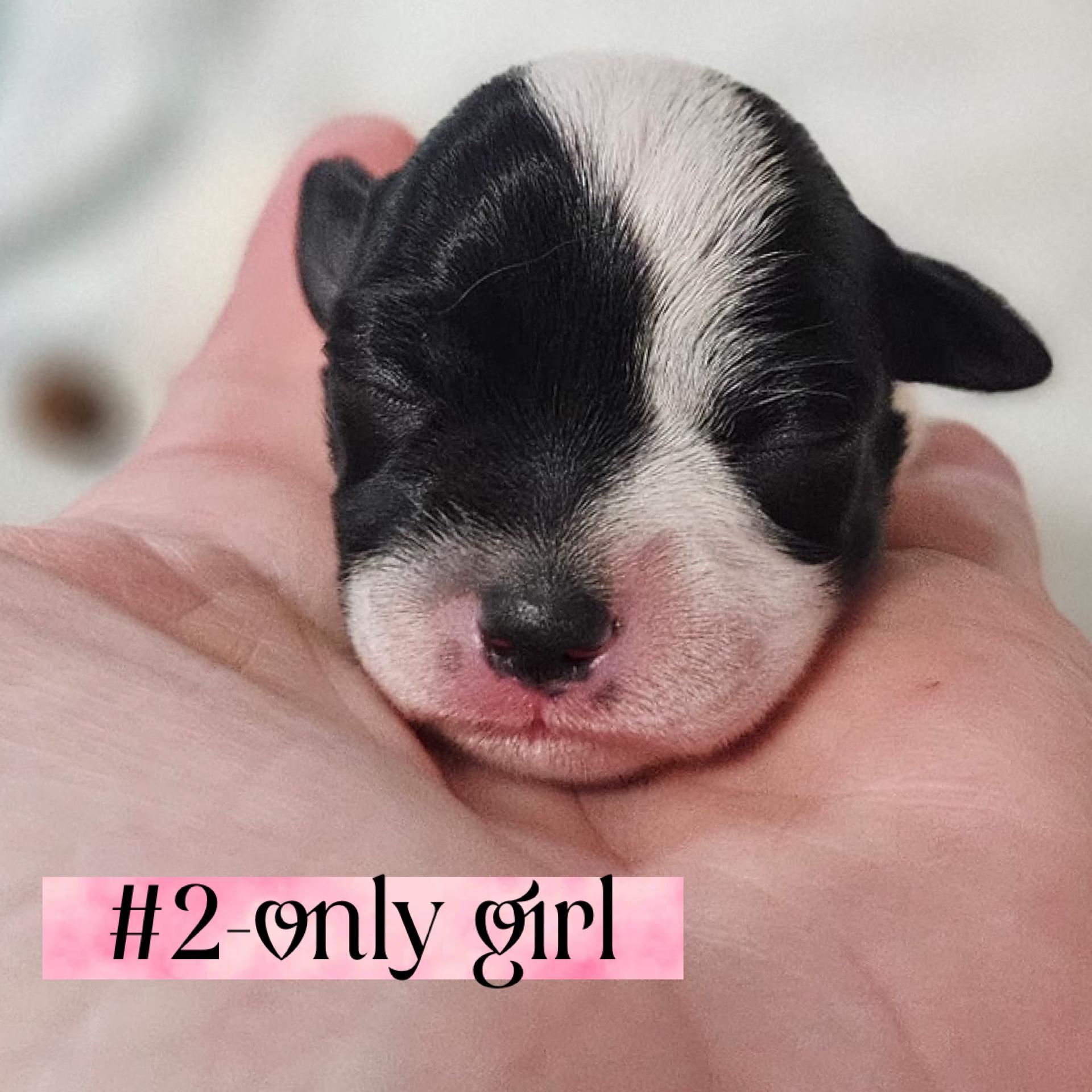 The "L" Litter of puppies, a ADOPTABLE mixed breed in Arroyo Grande, CA image 3/6