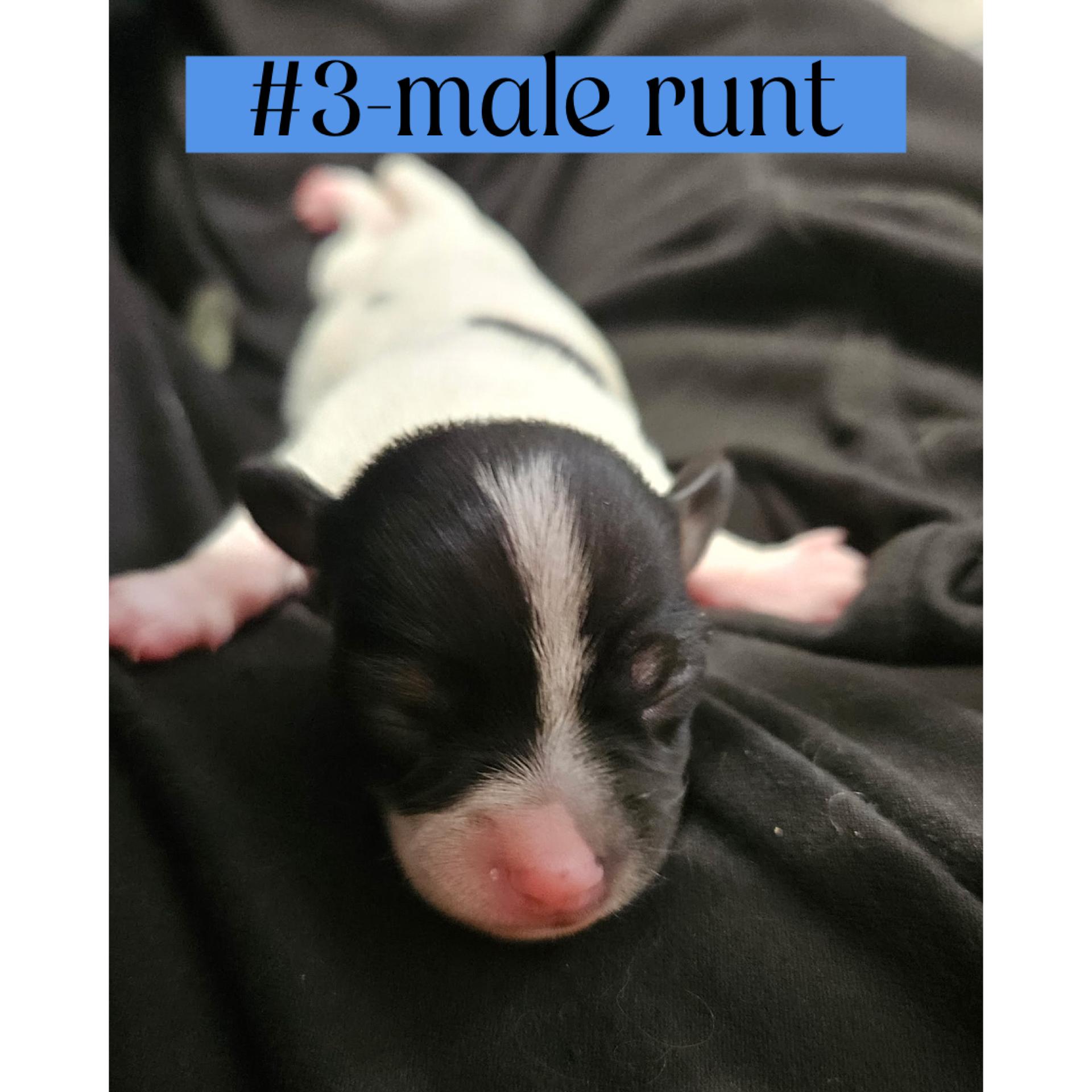 The "L" Litter of puppies, a ADOPTABLE mixed breed in Arroyo Grande, CA image 4/6