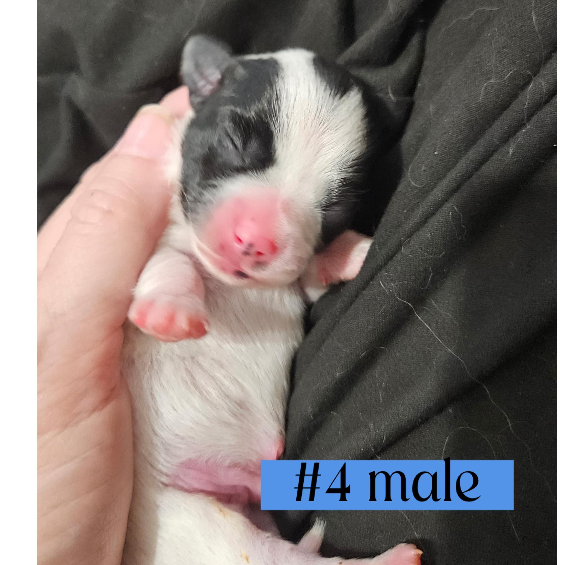 The "L" Litter of puppies, a ADOPTABLE mixed breed in Arroyo Grande, CA image 5/6