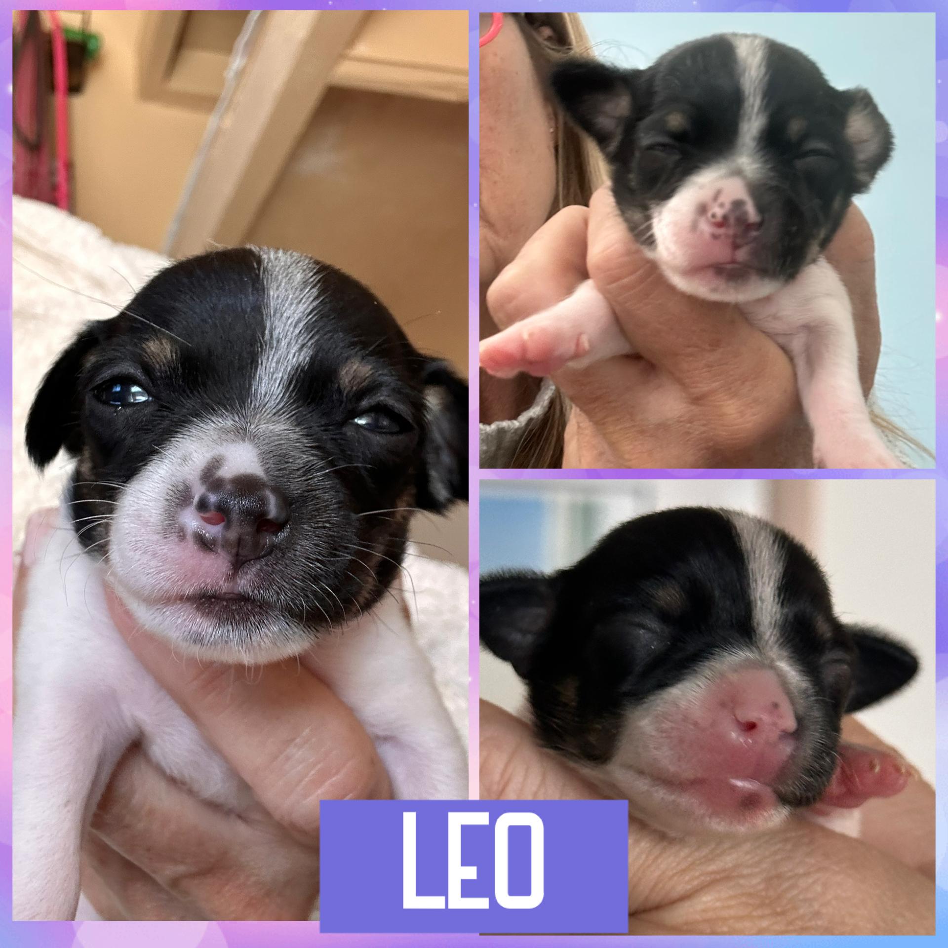 Enlarge LEO, an adopted mixed breed in Arroyo Grande, CA image 3/5