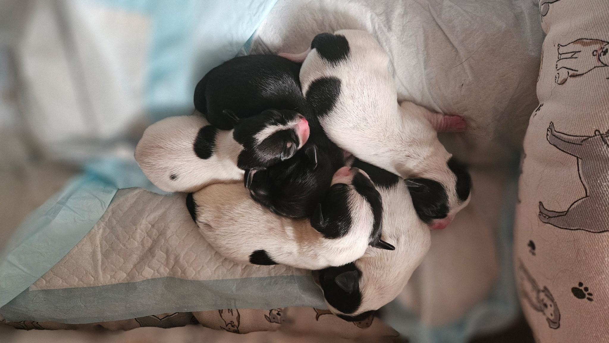 The "L" Litter of puppies, ADOPTABLE, Puppy Male Yorkshire Terrier.