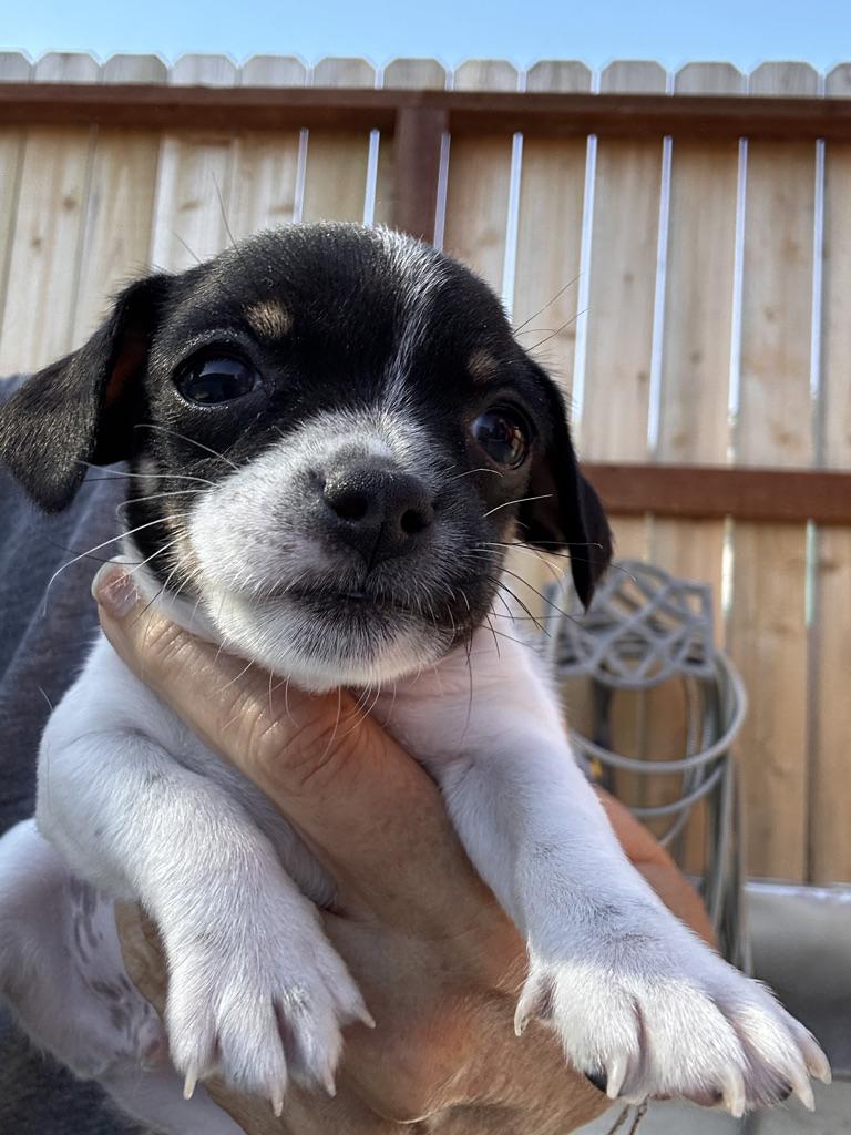 LEO, adopted, Puppy Male Chihuahua & Miniature Poodle.