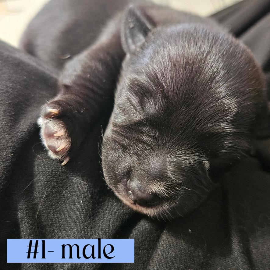 The "L" Litter of puppies, a ADOPTABLE mixed breed in Arroyo Grande, CA image 2/6