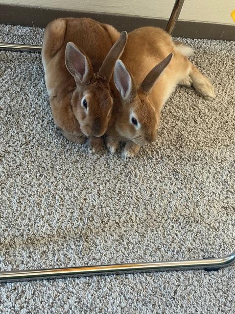 Enlarge Fuchsia, a Adoptable Bunny Rabbit in Saint Paul, MN image 1/5