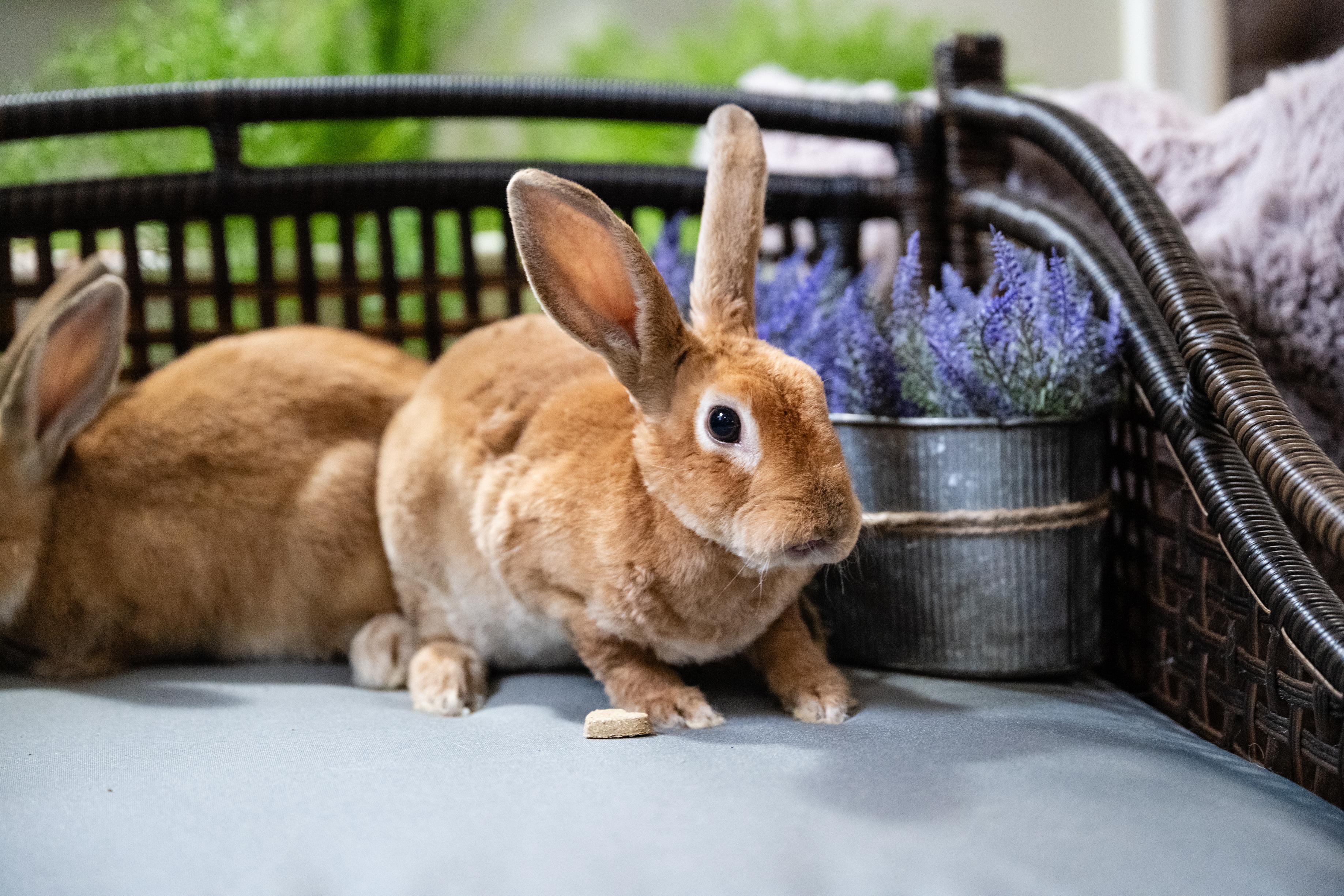 Enlarge Fuchsia, a Adoptable Bunny Rabbit in Saint Paul, MN image 3/5