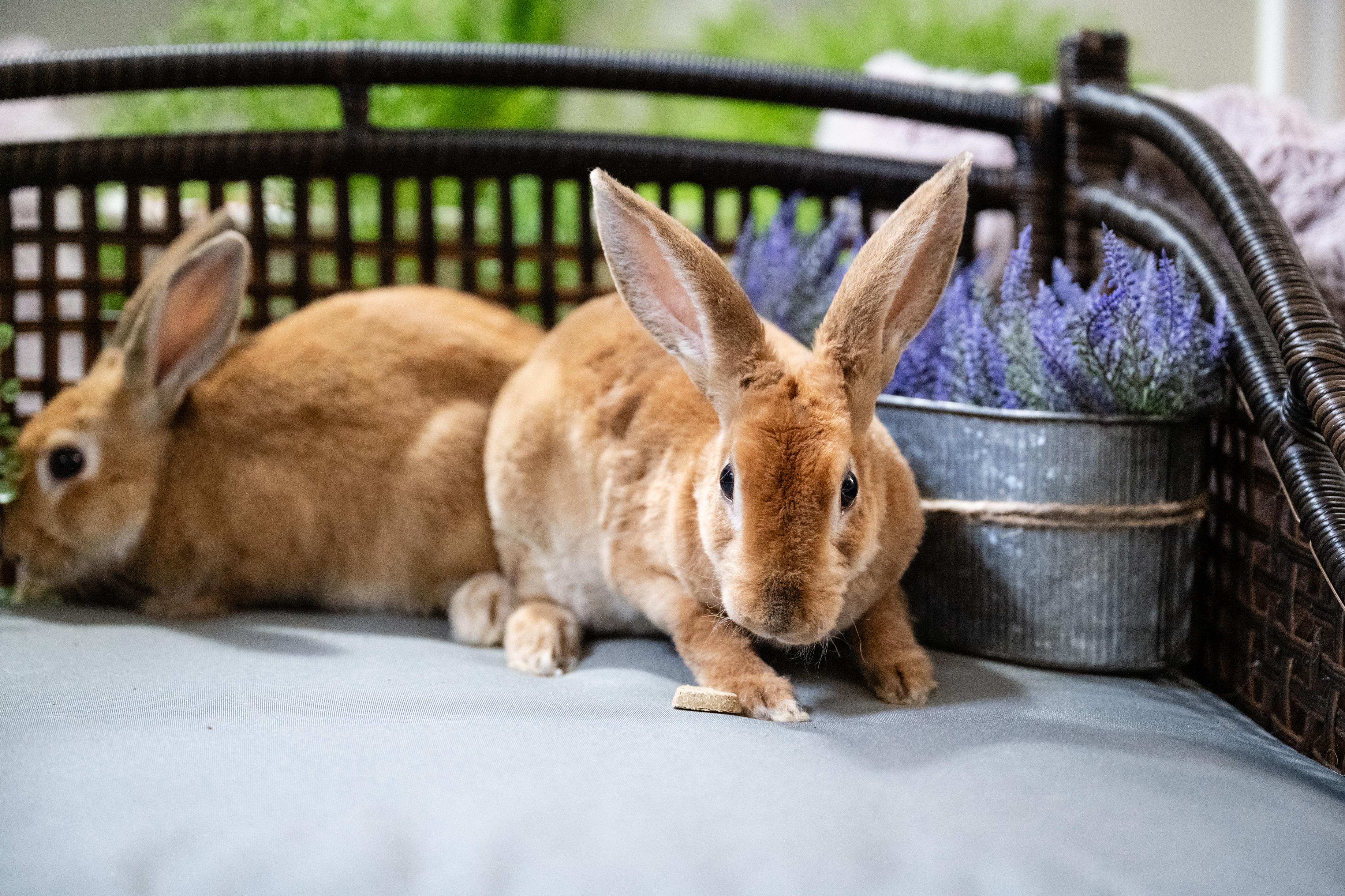 Enlarge Fuchsia, a Adoptable Bunny Rabbit in Saint Paul, MN image 2/5