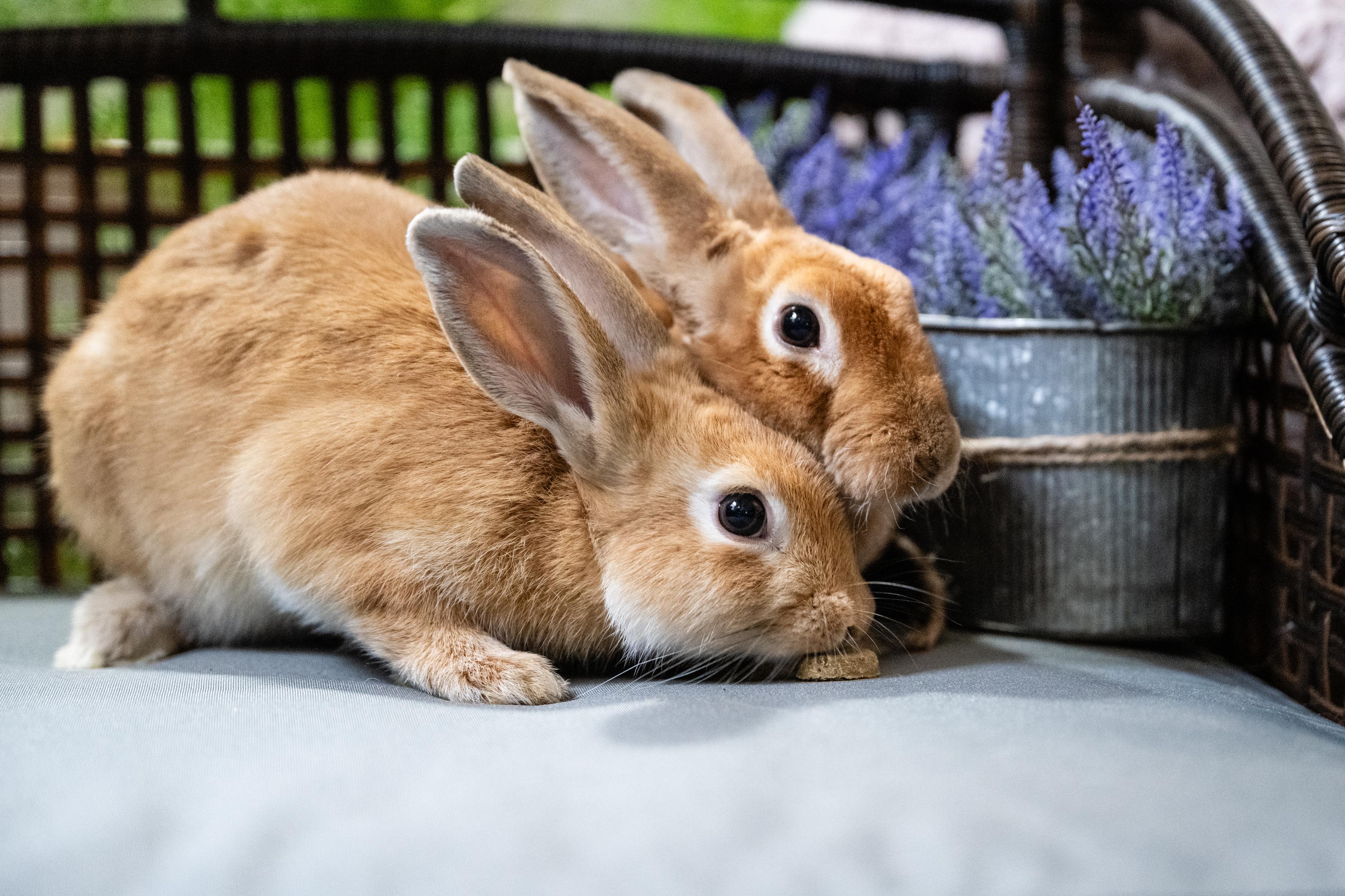 Enlarge Fuchsia, a Adoptable Bunny Rabbit in Saint Paul, MN image 4/5