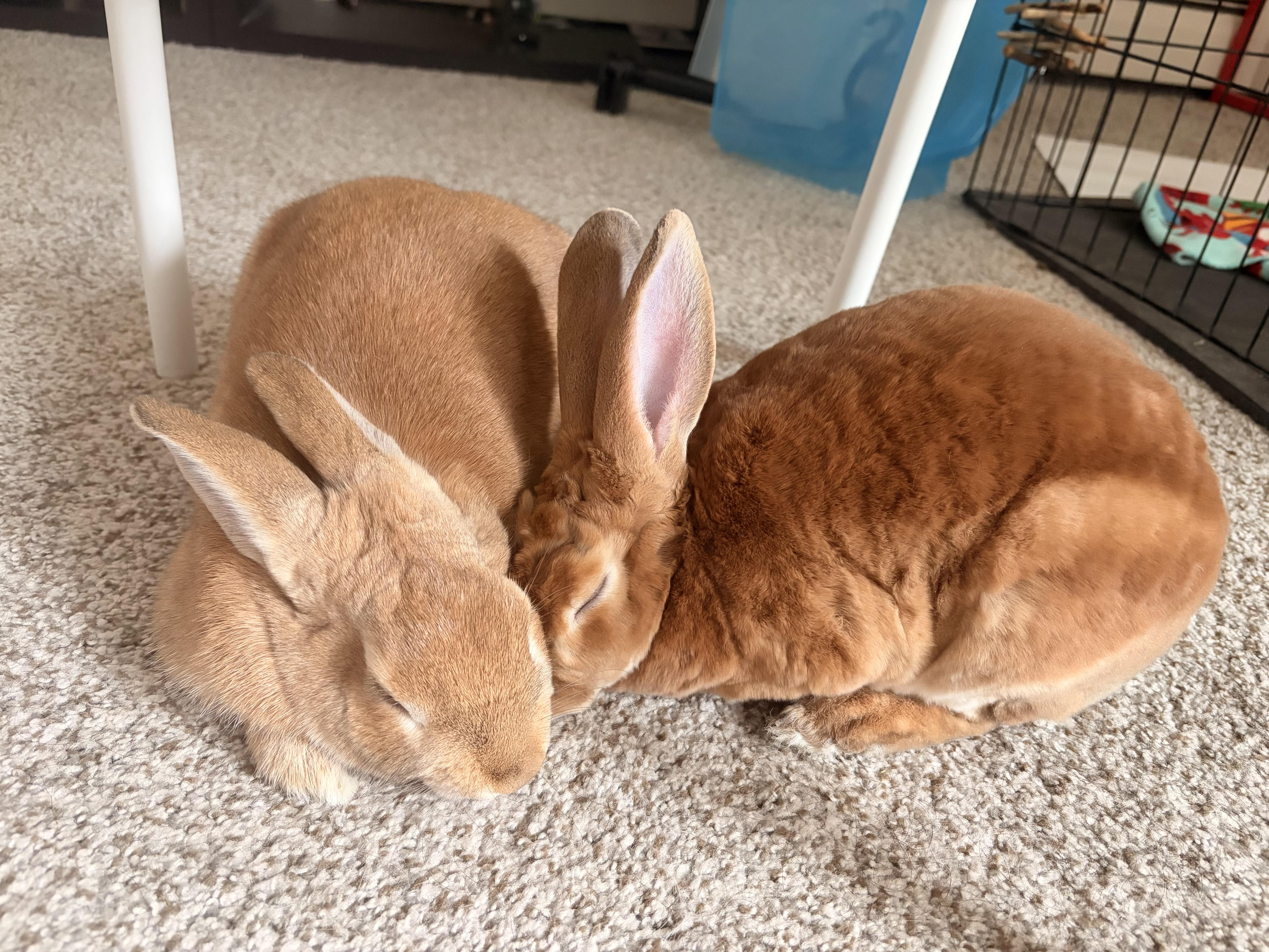 Fuchsia, Adoptable, Young Male Bunny Rabbit.