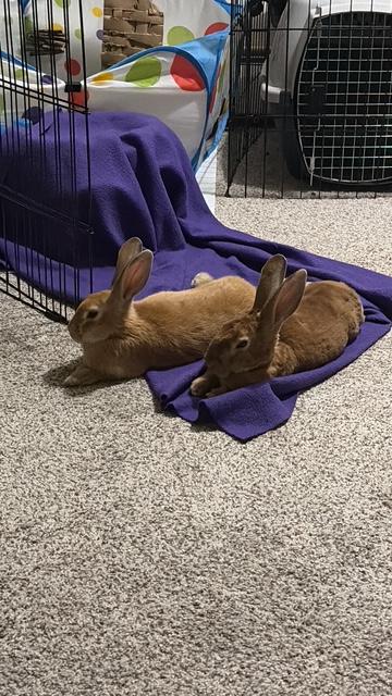Enlarge Fuchsia, a Adoptable Bunny Rabbit in Saint Paul, MN image 5/5