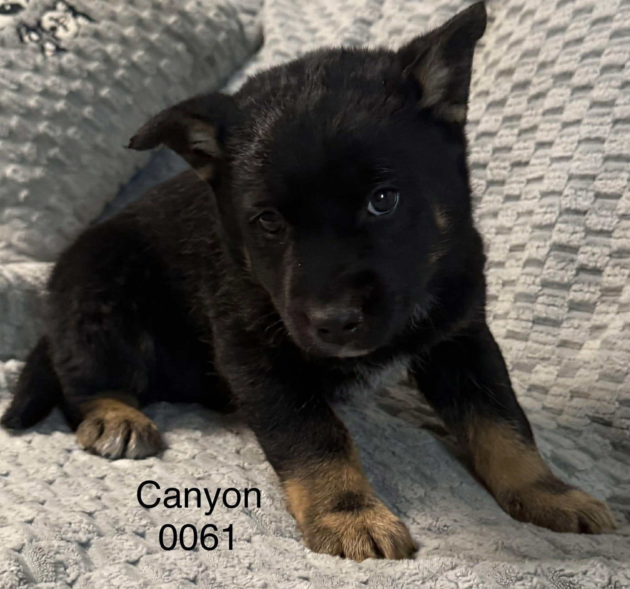 Enlarge Cannon, a Adoptable Shepherd in Hop Bottom, PA image 1/1