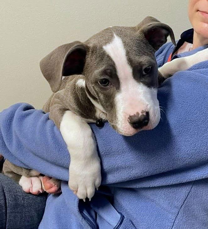 Van Gogh, Adopted, Puppy Male American Staffordshire Terrier & Pit Bull Terrier.