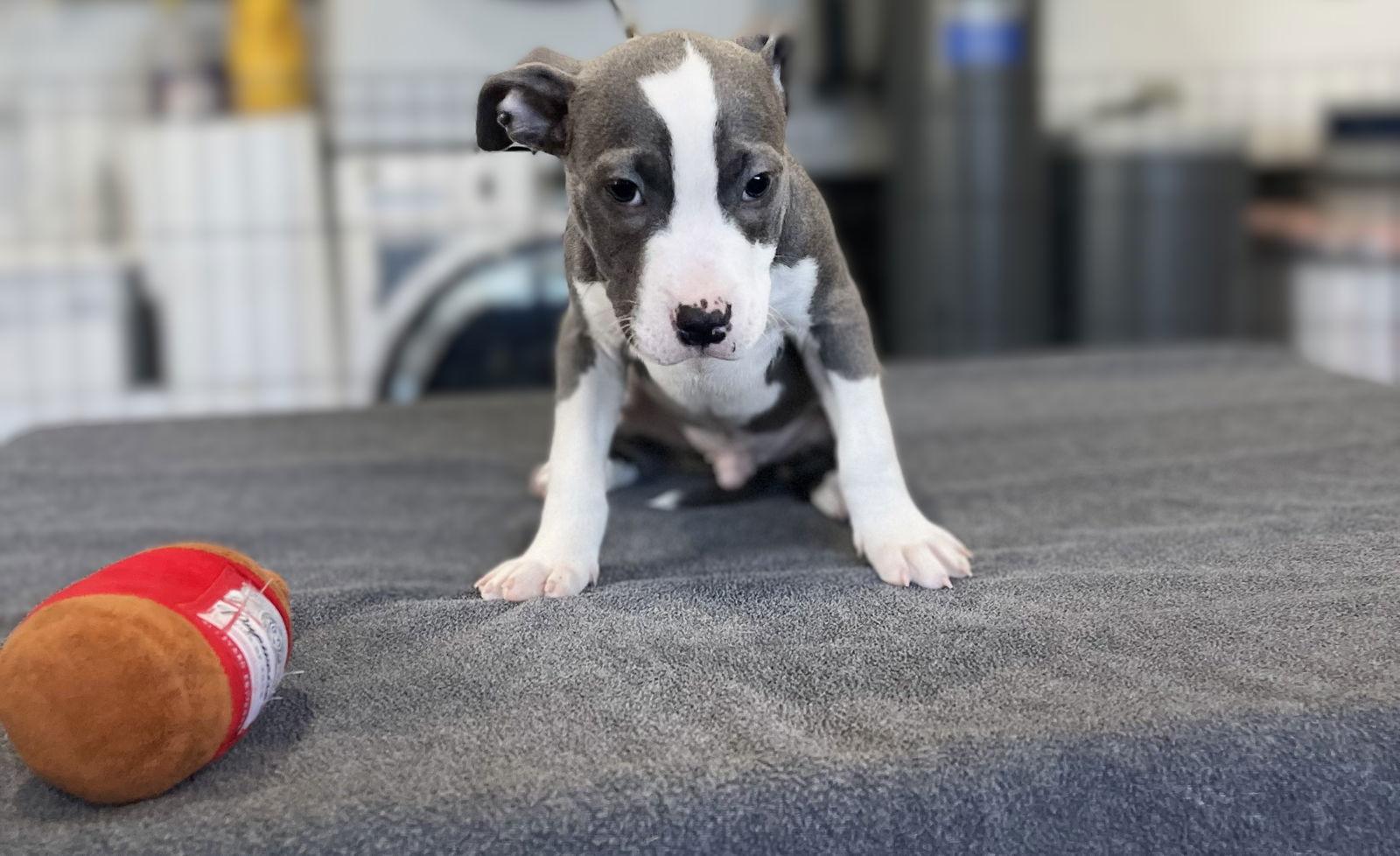 Van Gogh, Adopted, Puppy Male American Staffordshire Terrier & Pit Bull Terrier.