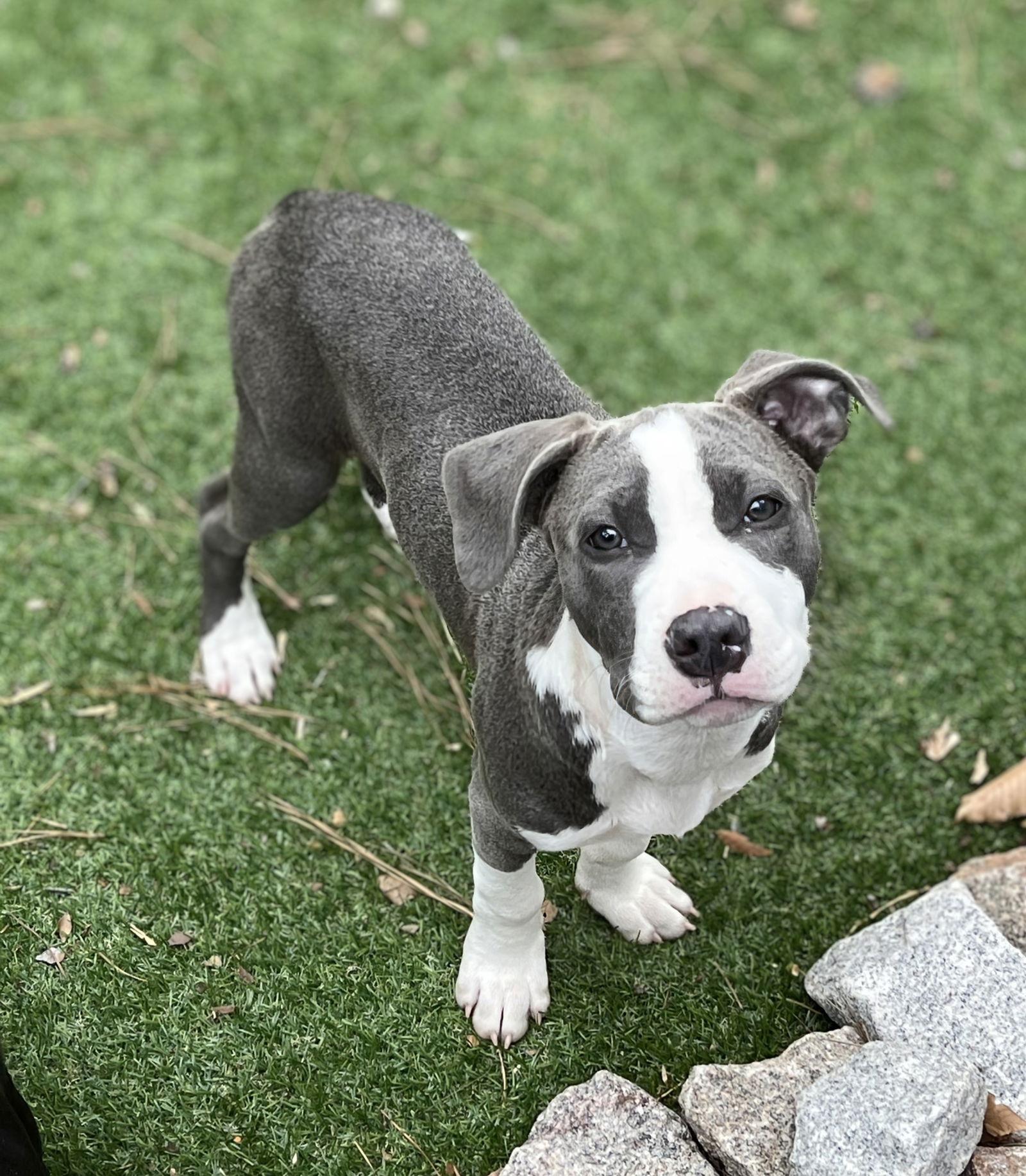 Enlarge Van Gogh, a Adopted mixed breed in Woodbridge, CT image 3/3