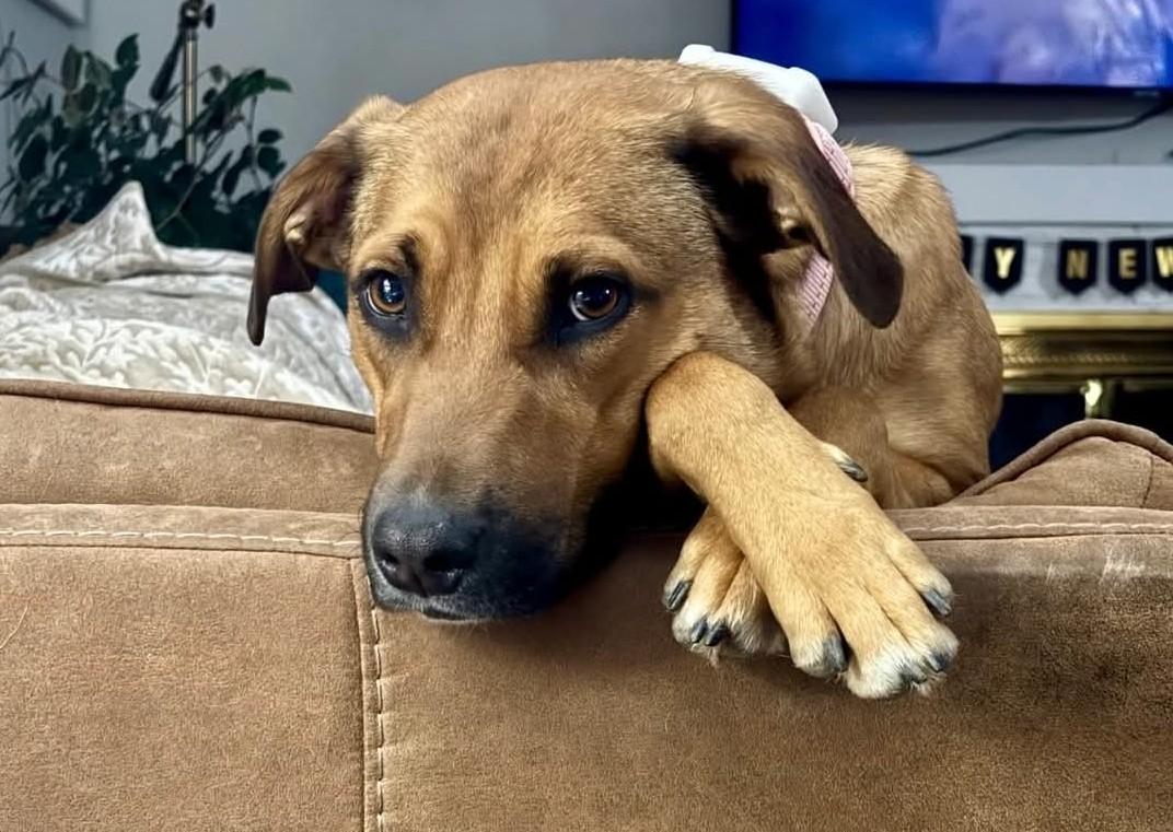 Enlarge Maggie Mae, an adopted Mixed Breed in Wilsall, MT image 1/1