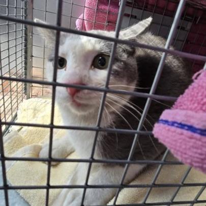 Enlarge Willie: Rodent Responder, adoption fee waived!, a Adoptable Domestic Short Hair in Bristol, IN image 1/3