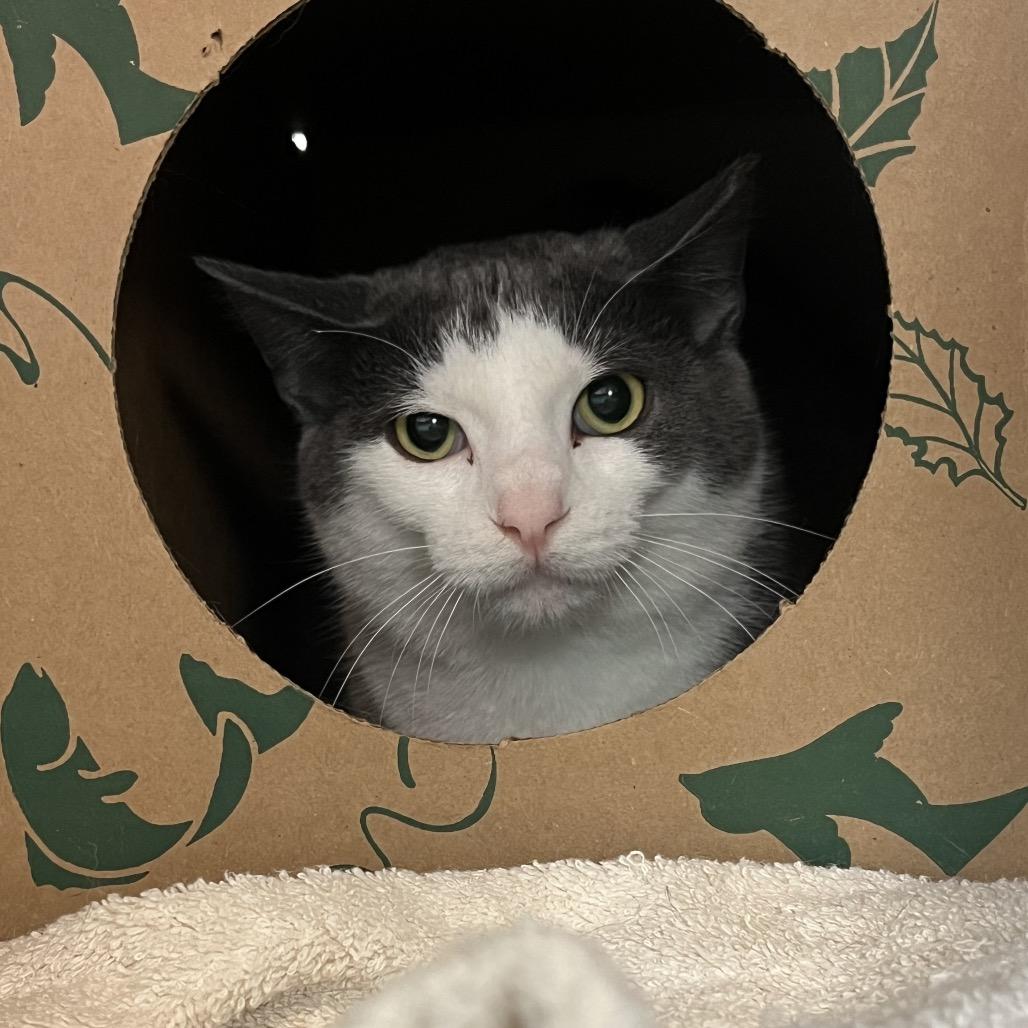 Enlarge Willie: Rodent Responder, adoption fee waived!, a Adoptable Domestic Short Hair in Bristol, IN image 2/3