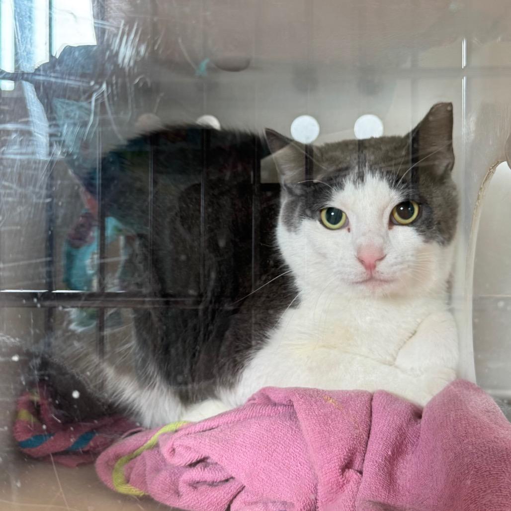 Enlarge Willie: Rodent Responder, adoption fee waived!, a Adoptable Domestic Short Hair in Bristol, IN image 3/3