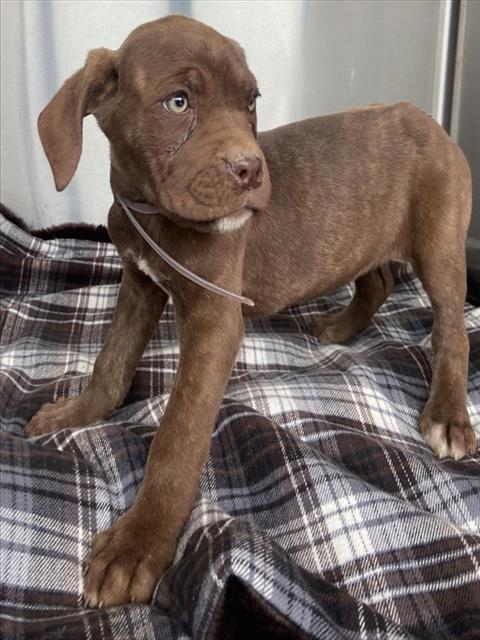 NADIA, Adoptable, Puppy Female Mastiff & Mixed Breed.