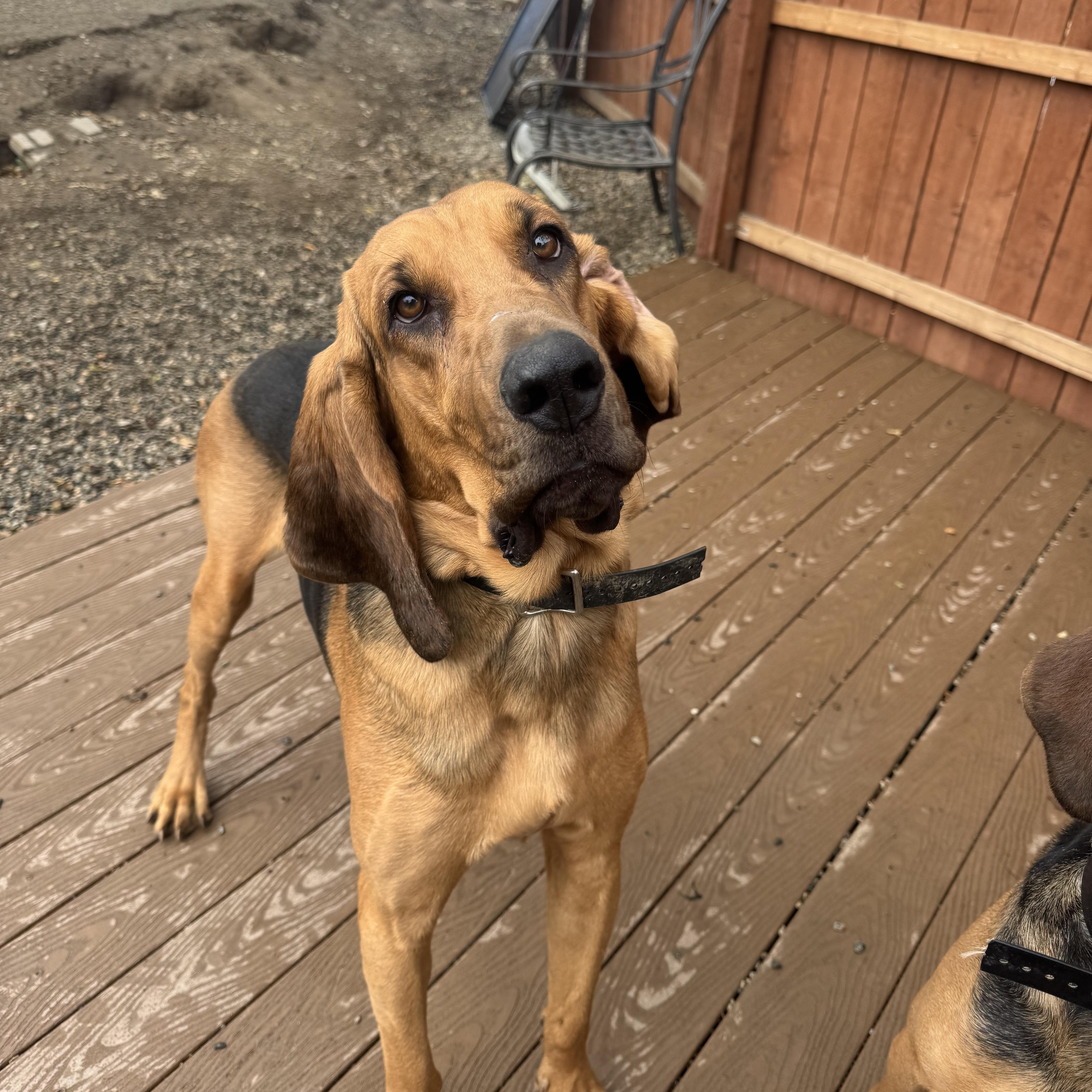 (COURTESY POST) Jr! , ADOPTABLE, Adult Male Bloodhound.