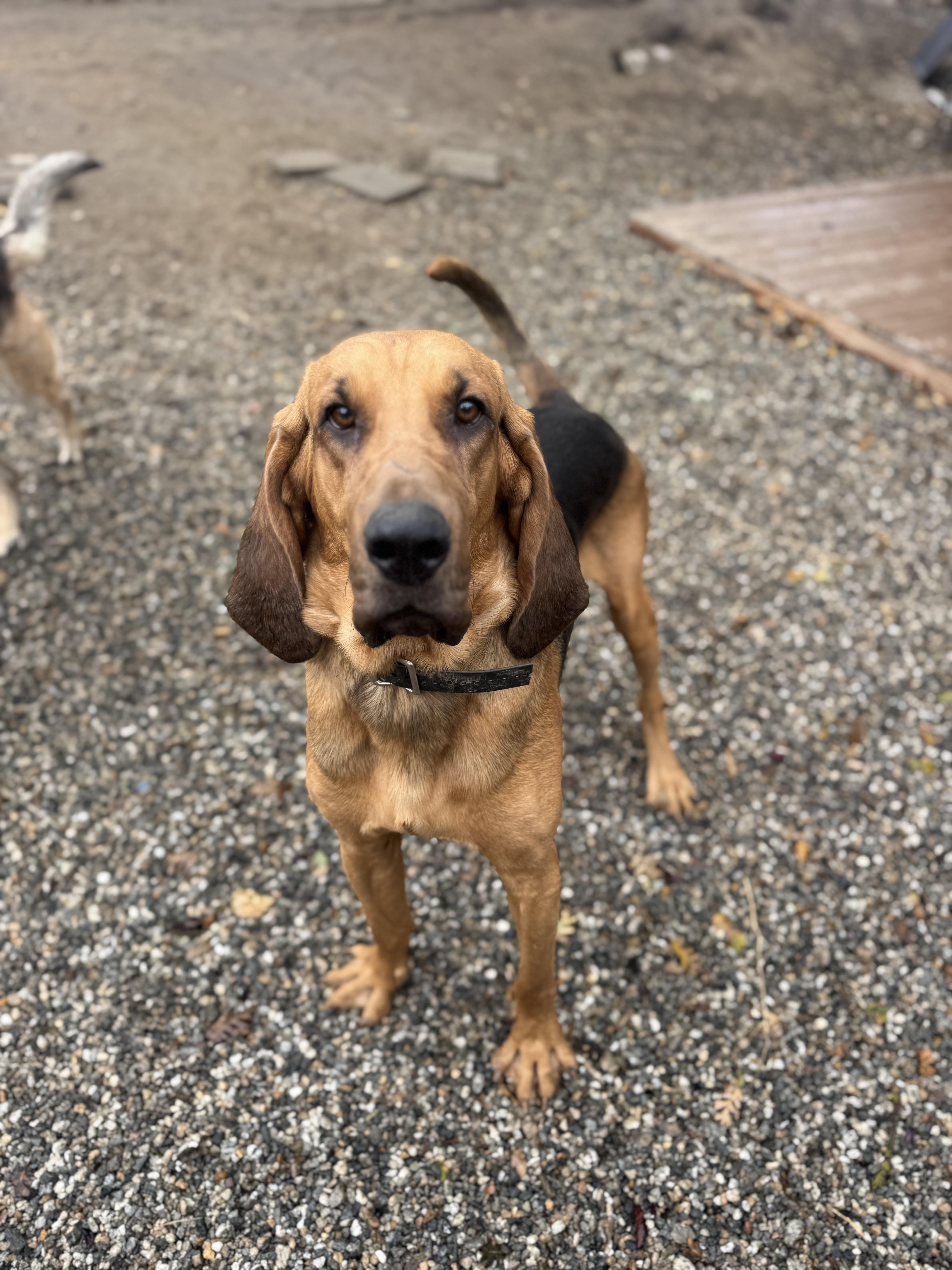 Enlarge (COURTESY POST) Jr! , a ADOPTABLE Bloodhound in Bakersfield , CA image 2/5
