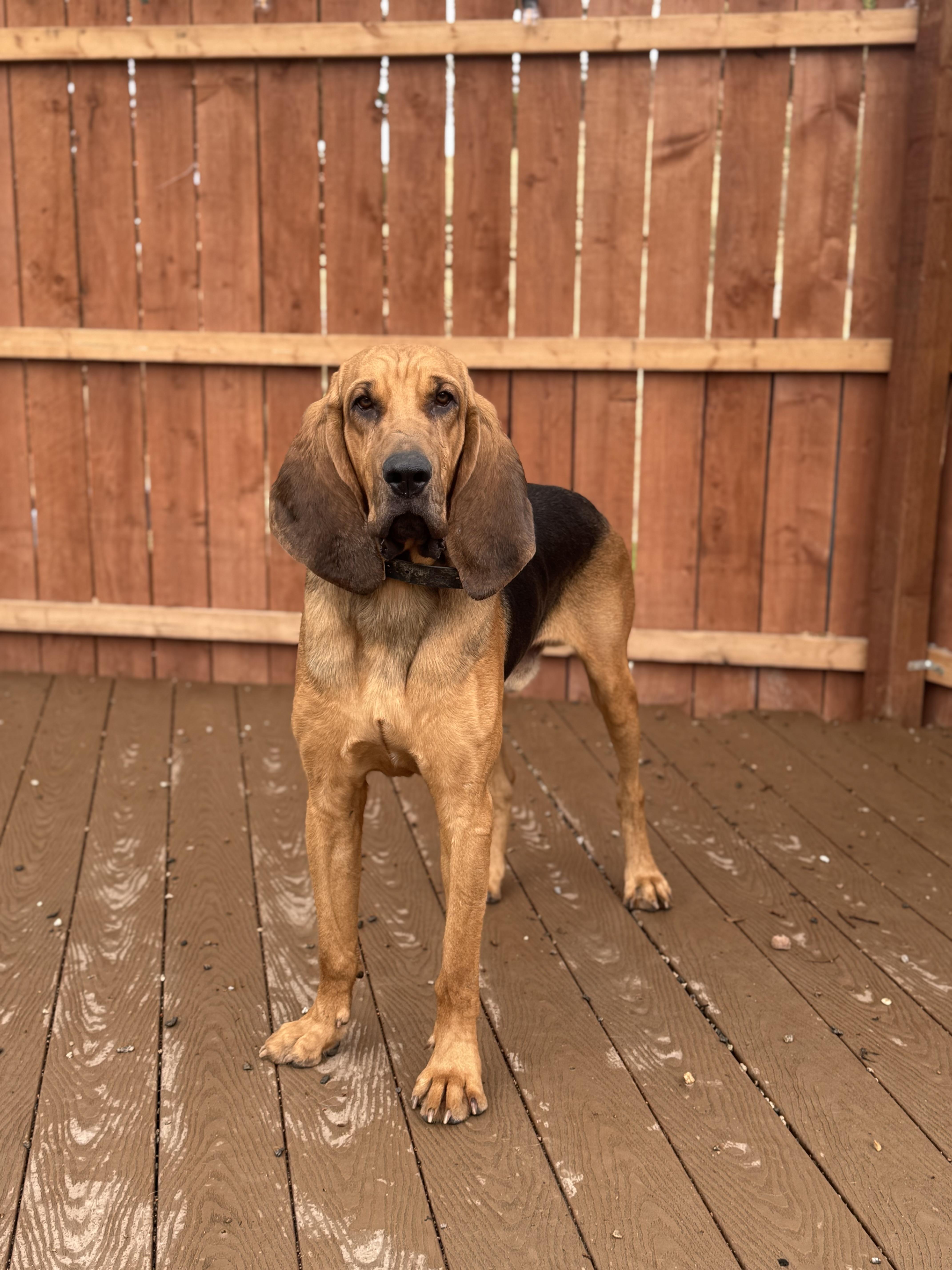 Enlarge (COURTESY POST) Jr! , a ADOPTABLE Bloodhound in Bakersfield , CA image 3/5