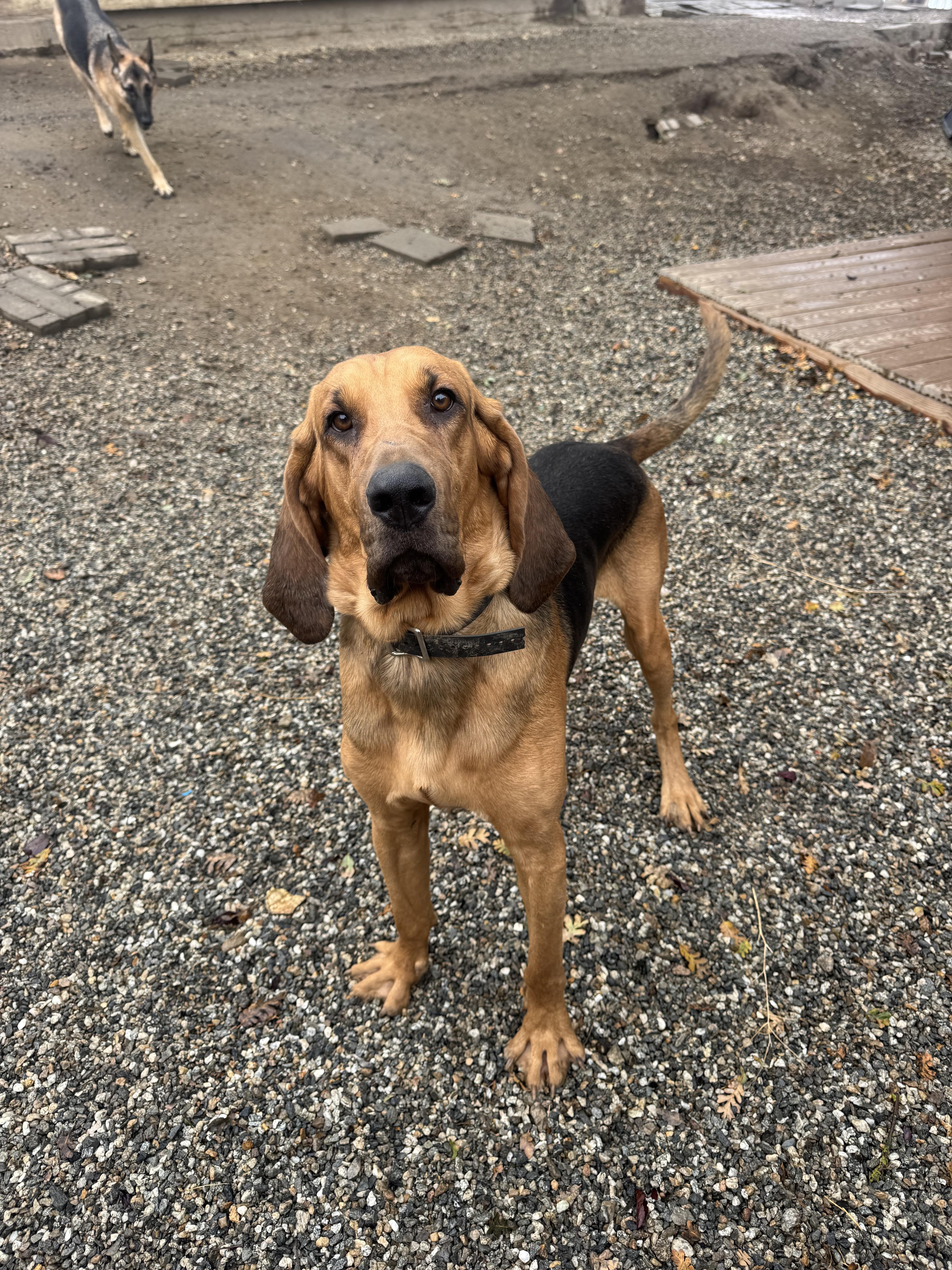 Enlarge (COURTESY POST) Jr! , a ADOPTABLE Bloodhound in Bakersfield , CA image 4/5