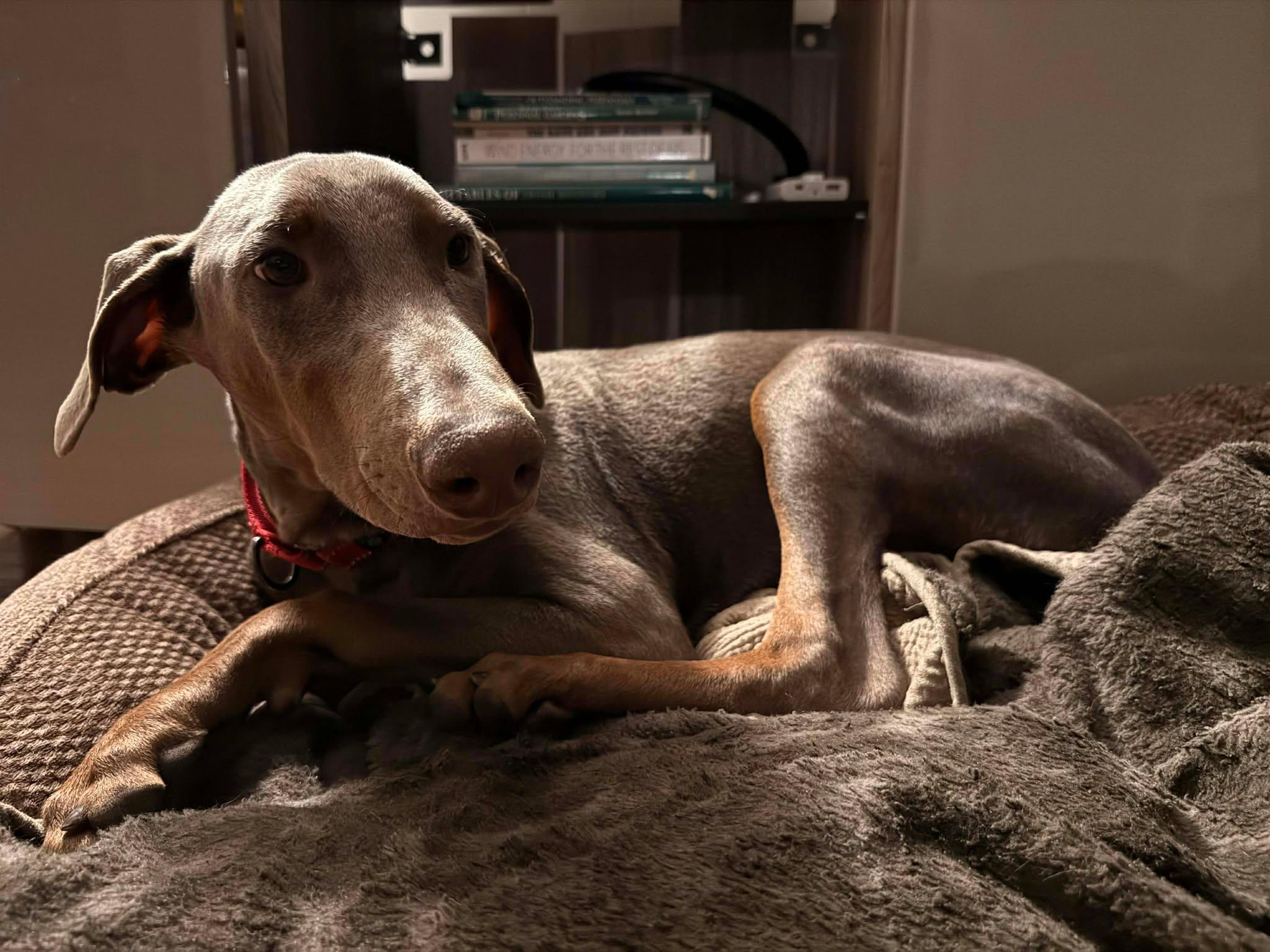 Clark, Adoptable, Young Male Doberman Pinscher.
