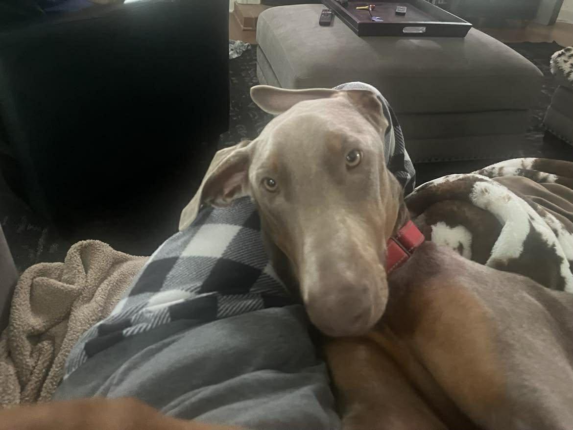 Clark, a Adoptable Doberman Pinscher in Matthews, NC image 2/2