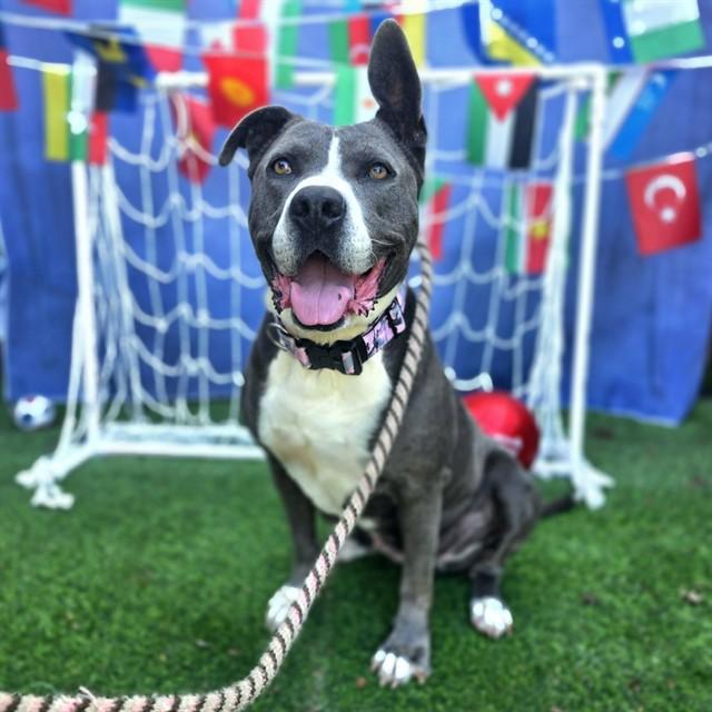 FABLE, Adoptable, Adult Female Pit Bull Terrier.