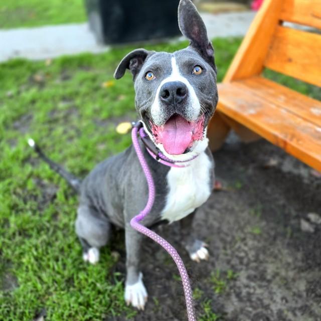Enlarge FABLE, a Adoptable Pit Bull Terrier in Long Beach, CA image 1/1