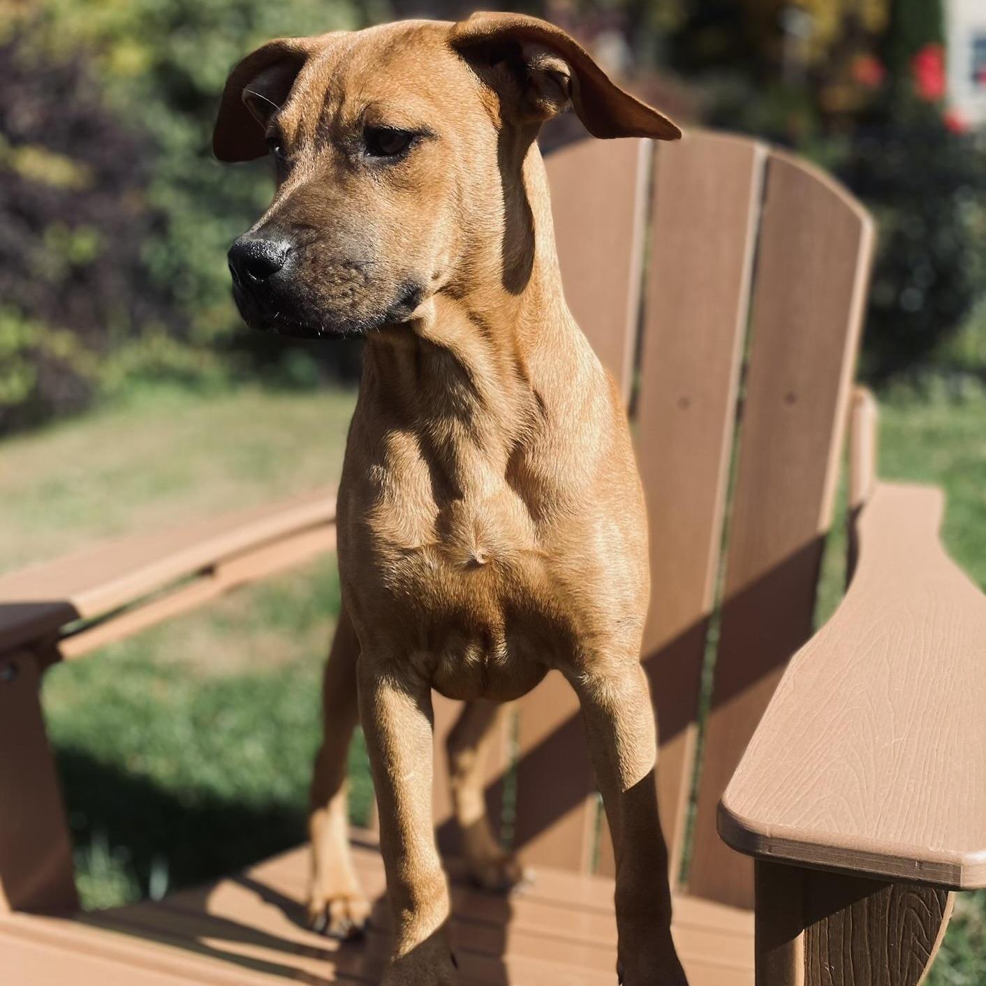 Boo (Halloween Litter)