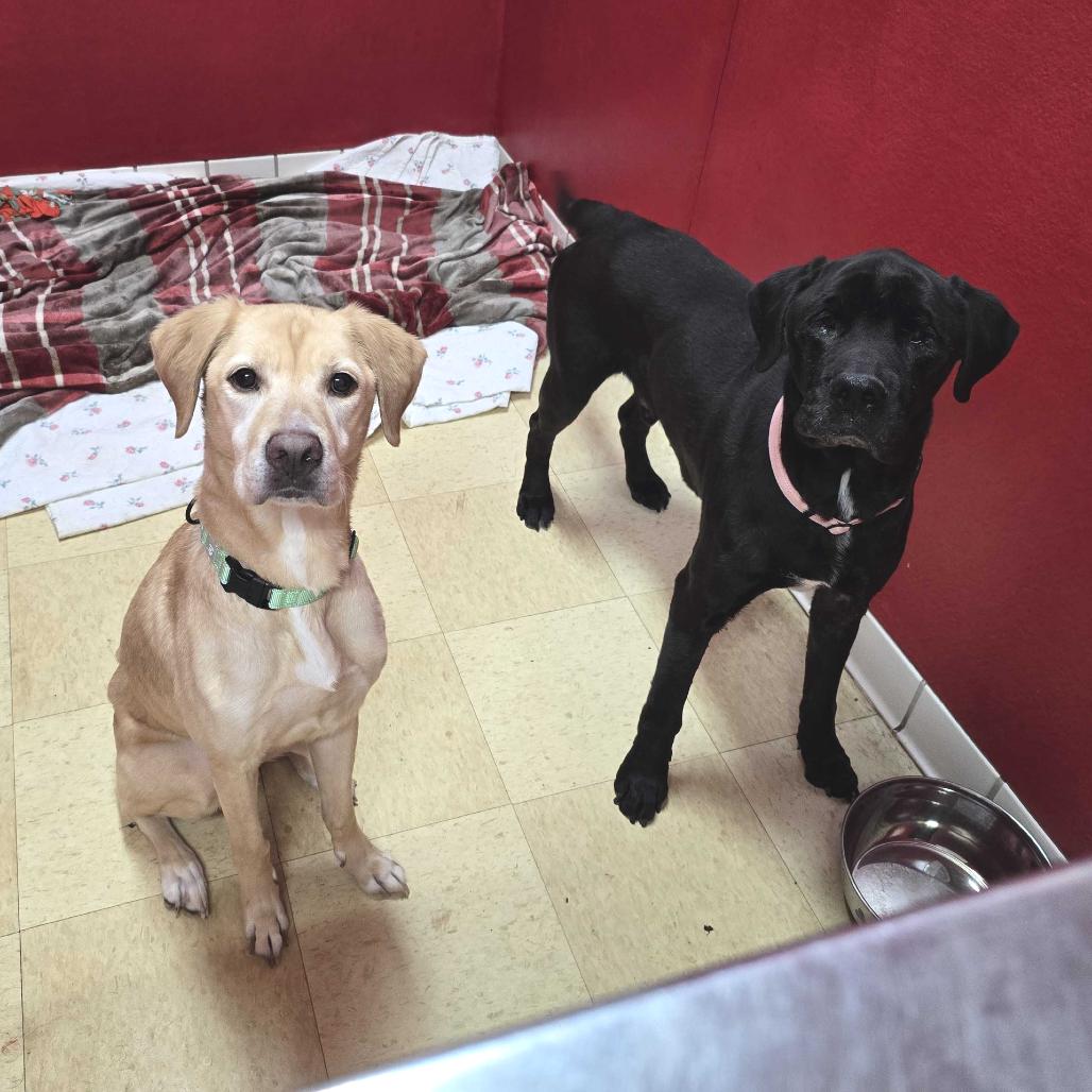 Vortex FC Sue S, Adoptable, Adult Male Black Labrador Retriever & Mixed Breed.