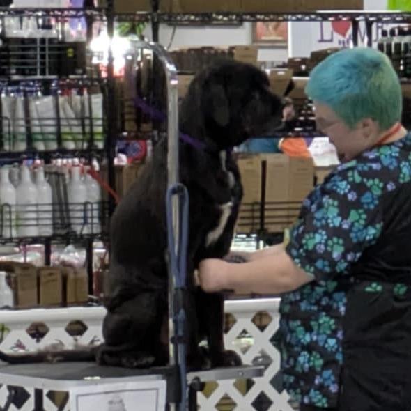 Enlarge Vortex FC Sue S, a Adoptable mixed breed in Union, MO image 2/6