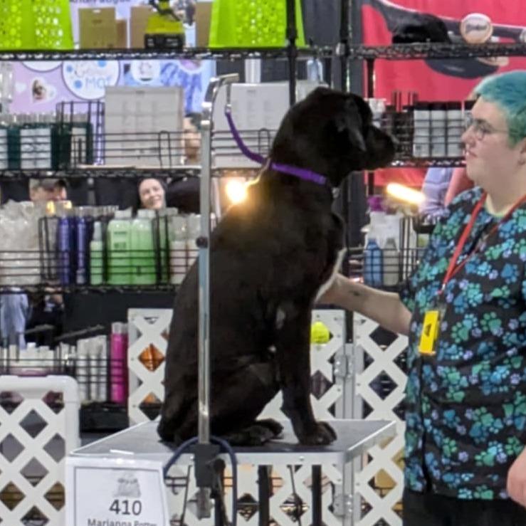 Enlarge Vortex FC Sue S, a Adoptable mixed breed in Union, MO image 3/6