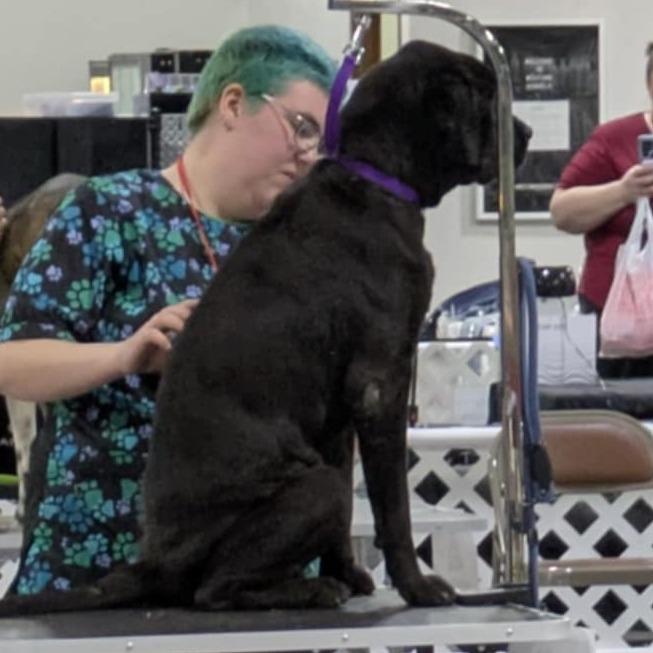 Enlarge Vortex FC Sue S, a Adoptable mixed breed in Union, MO image 4/6