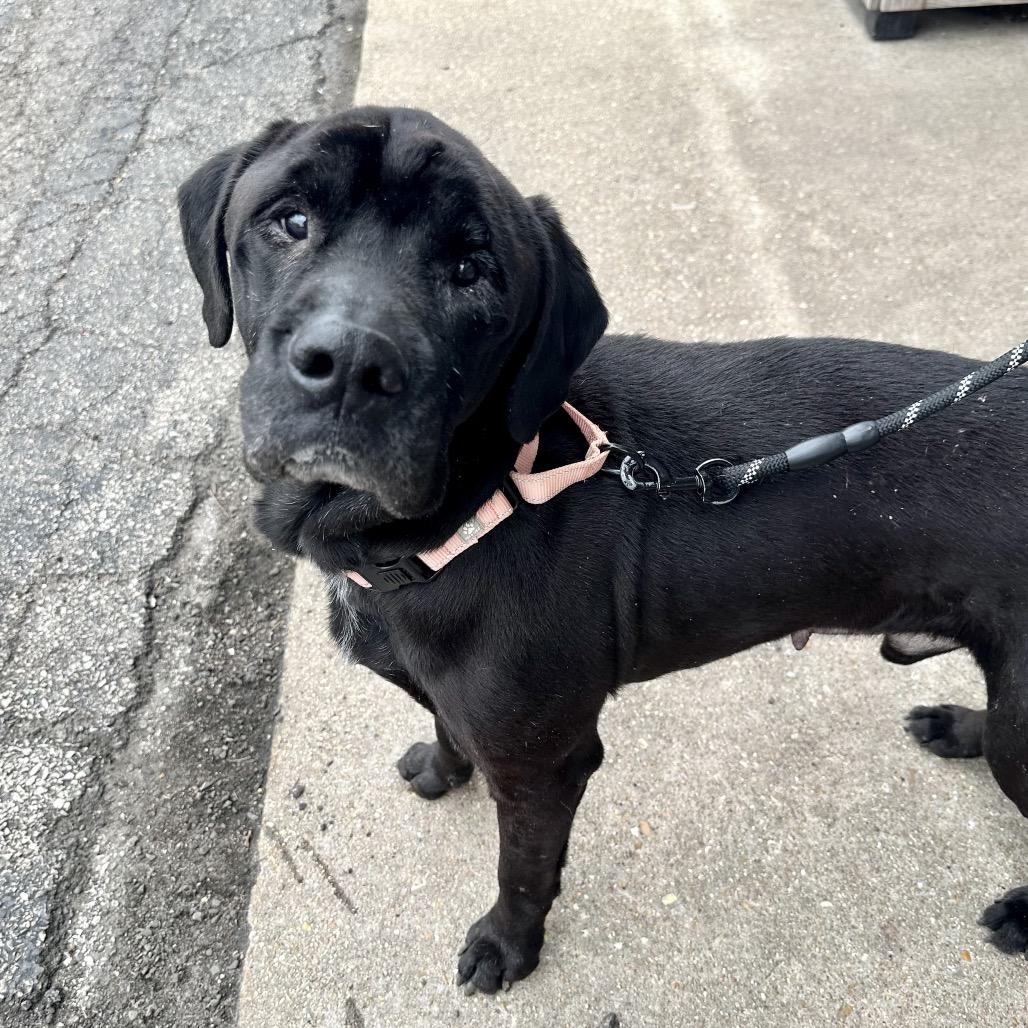 Enlarge Vortex FC Sue S, a Adoptable mixed breed in Union, MO image 5/6