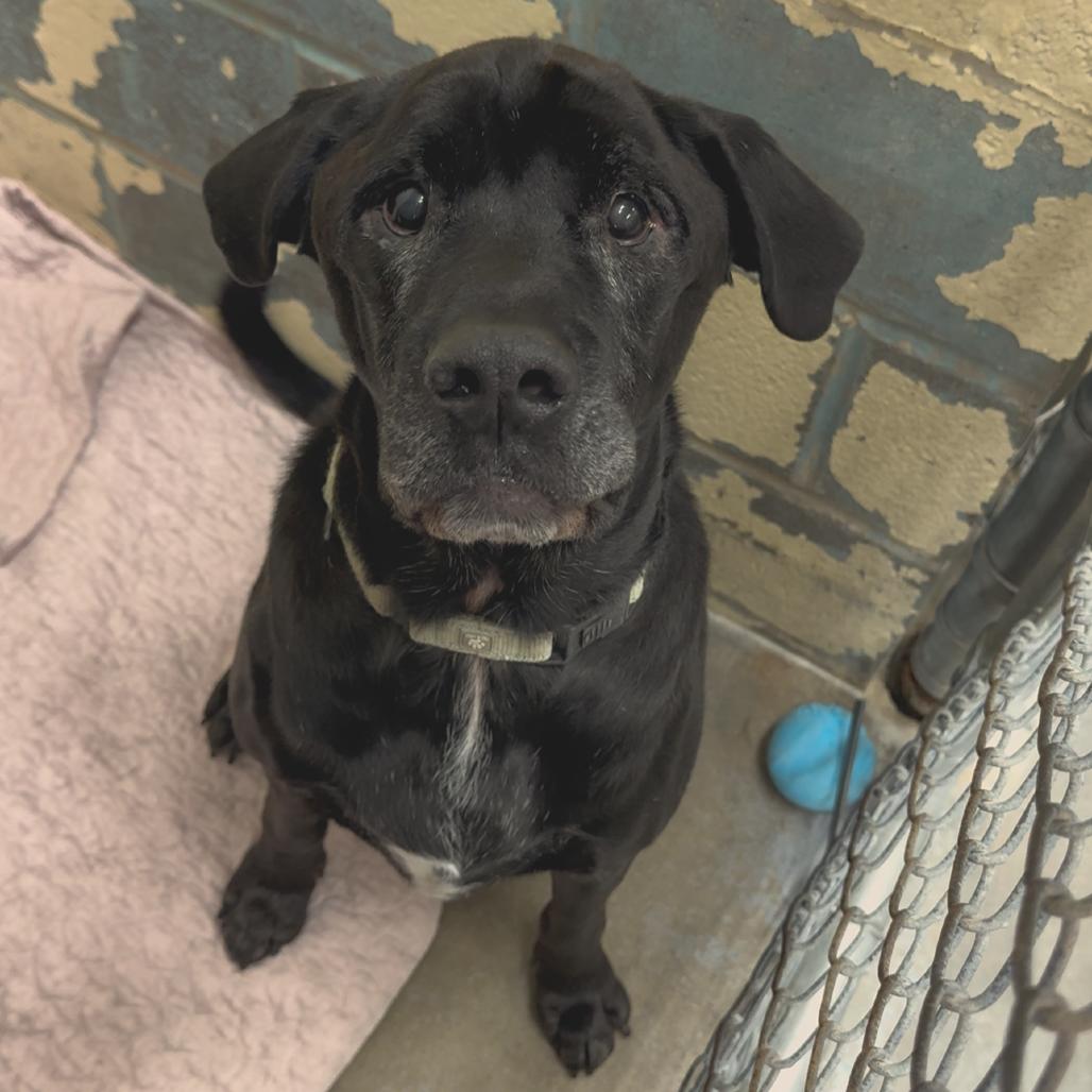 Enlarge Vortex FC Sue S, a Adoptable mixed breed in Union, MO image 6/6