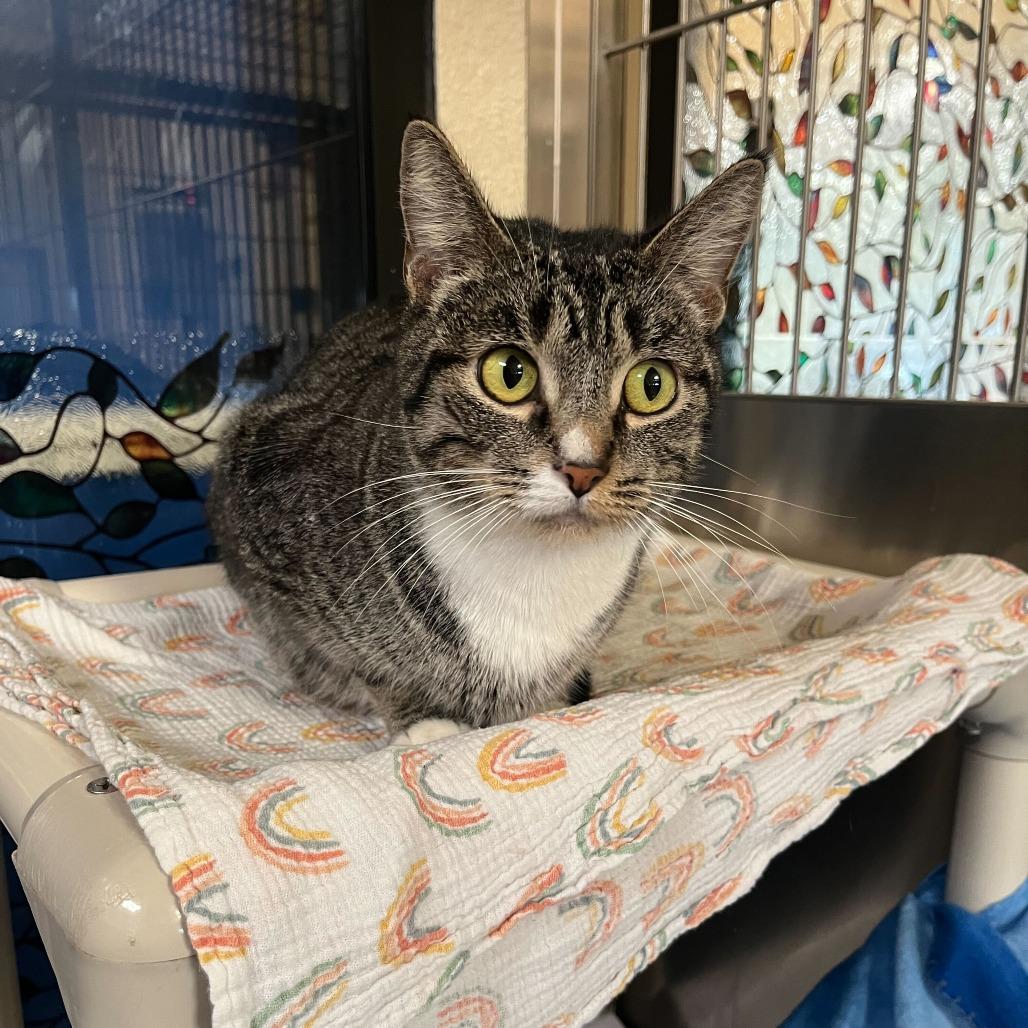 Enlarge Demi, a Adoptable Domestic Short Hair in Riverside, CA image 1/6