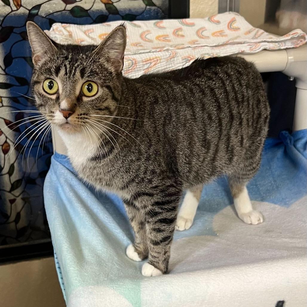 Enlarge Demi, a Adoptable Domestic Short Hair in Riverside, CA image 2/6