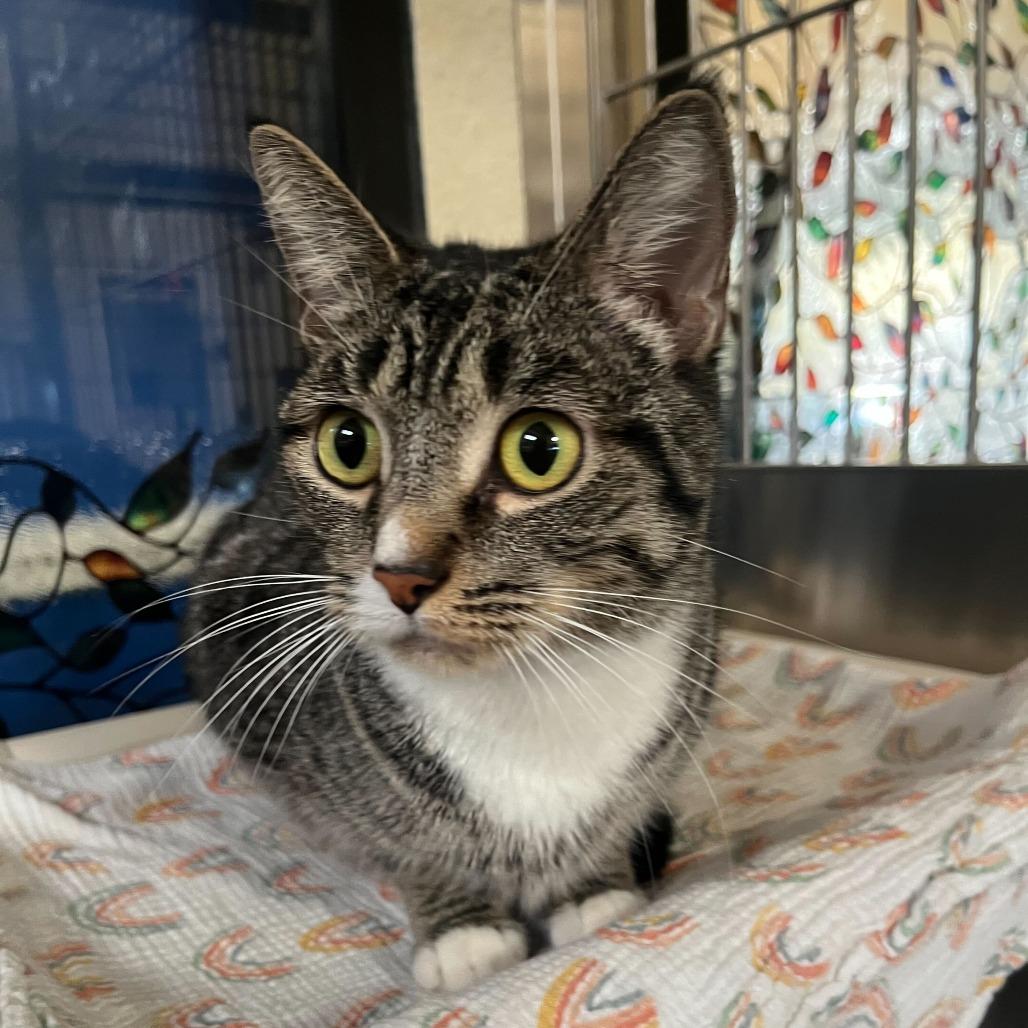 Enlarge Demi, a Adoptable Domestic Short Hair in Riverside, CA image 3/6