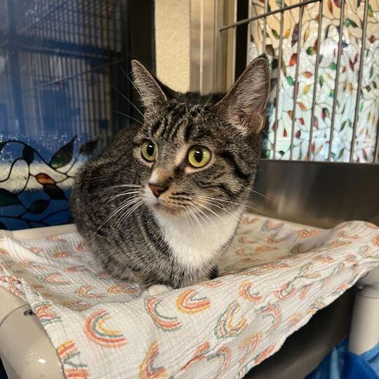 Enlarge Demi, a Adoptable Domestic Short Hair in Riverside, CA image 4/6