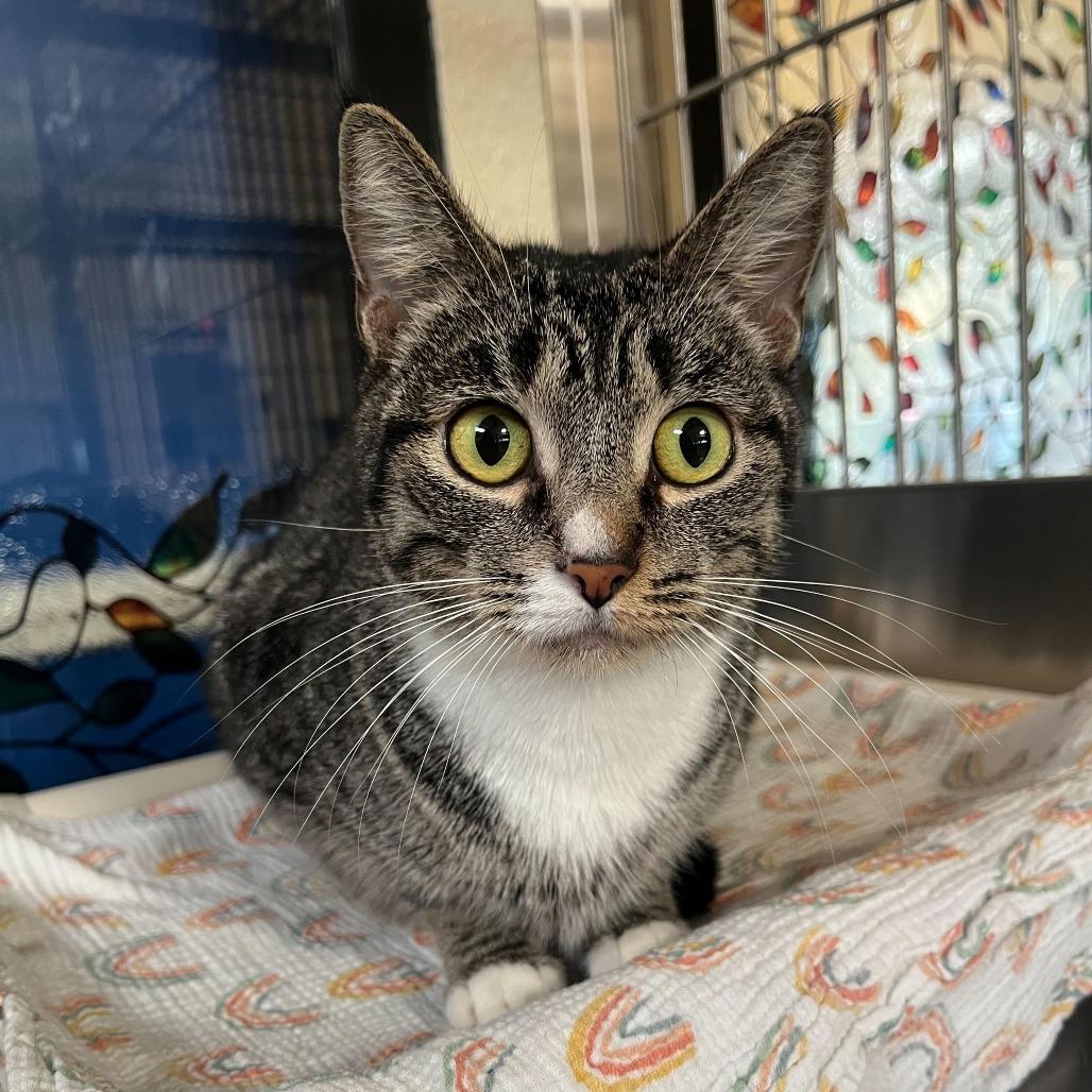 Enlarge Demi, a Adoptable Domestic Short Hair in Riverside, CA image 5/6