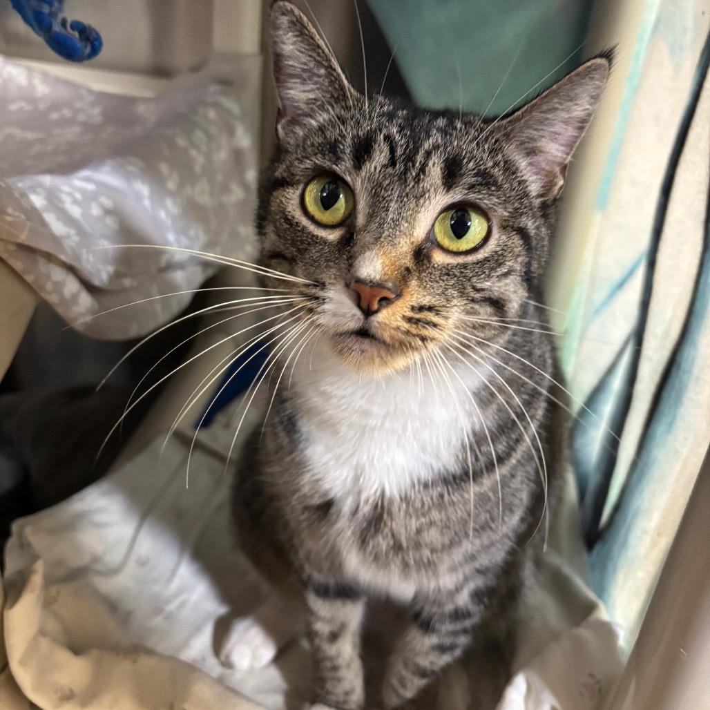 Enlarge Demi, a Adoptable Domestic Short Hair in Riverside, CA image 6/6