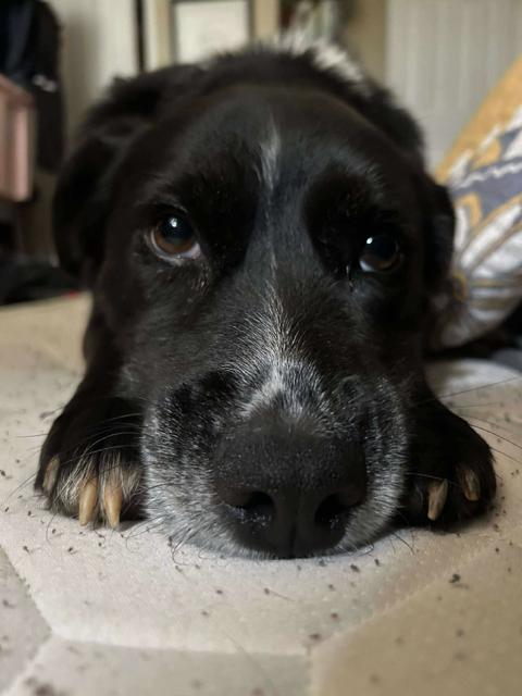 Ruger