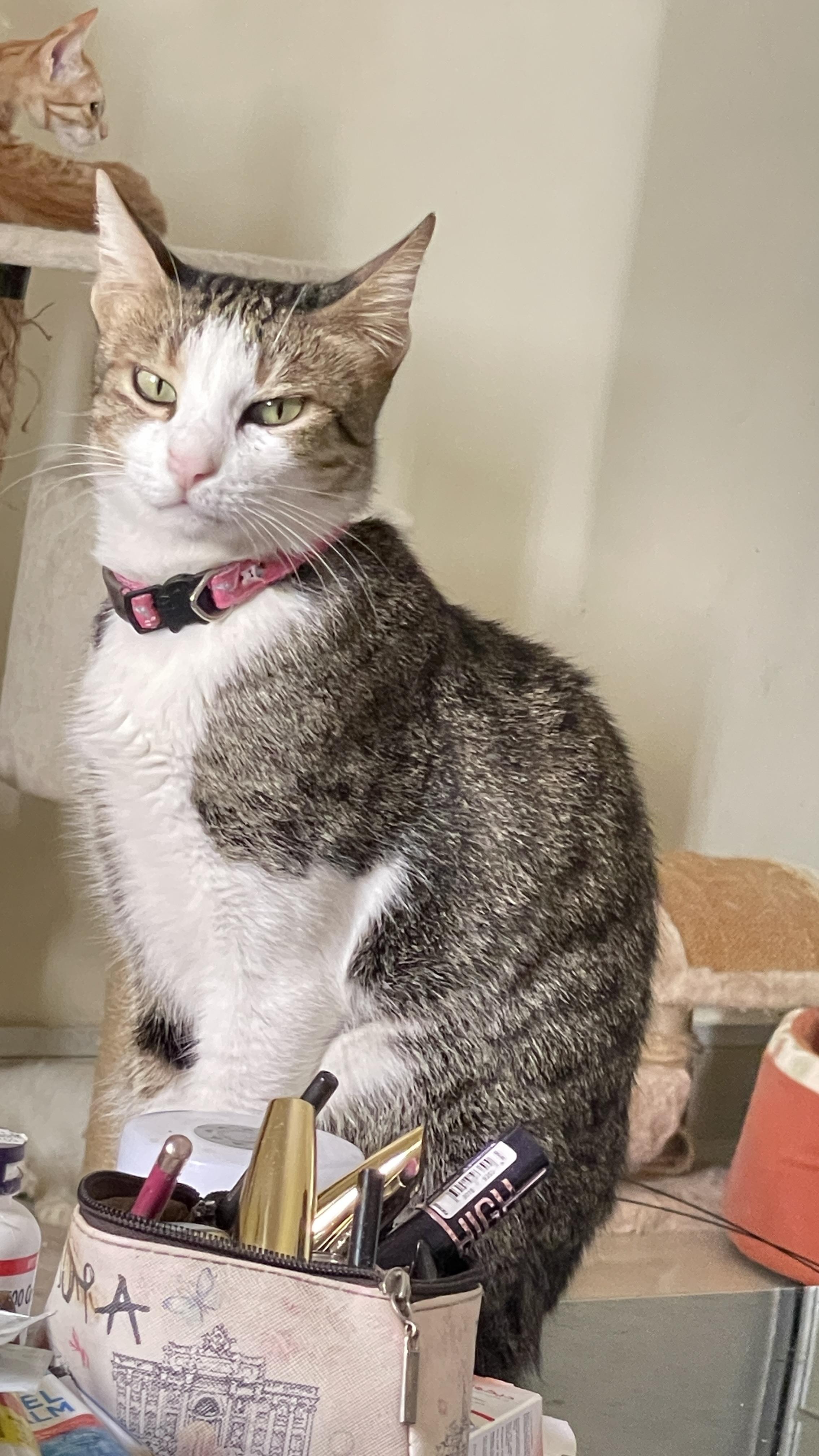 Enlarge Tara, a Adoptable Domestic Short Hair in Waltham, MA image 3/4