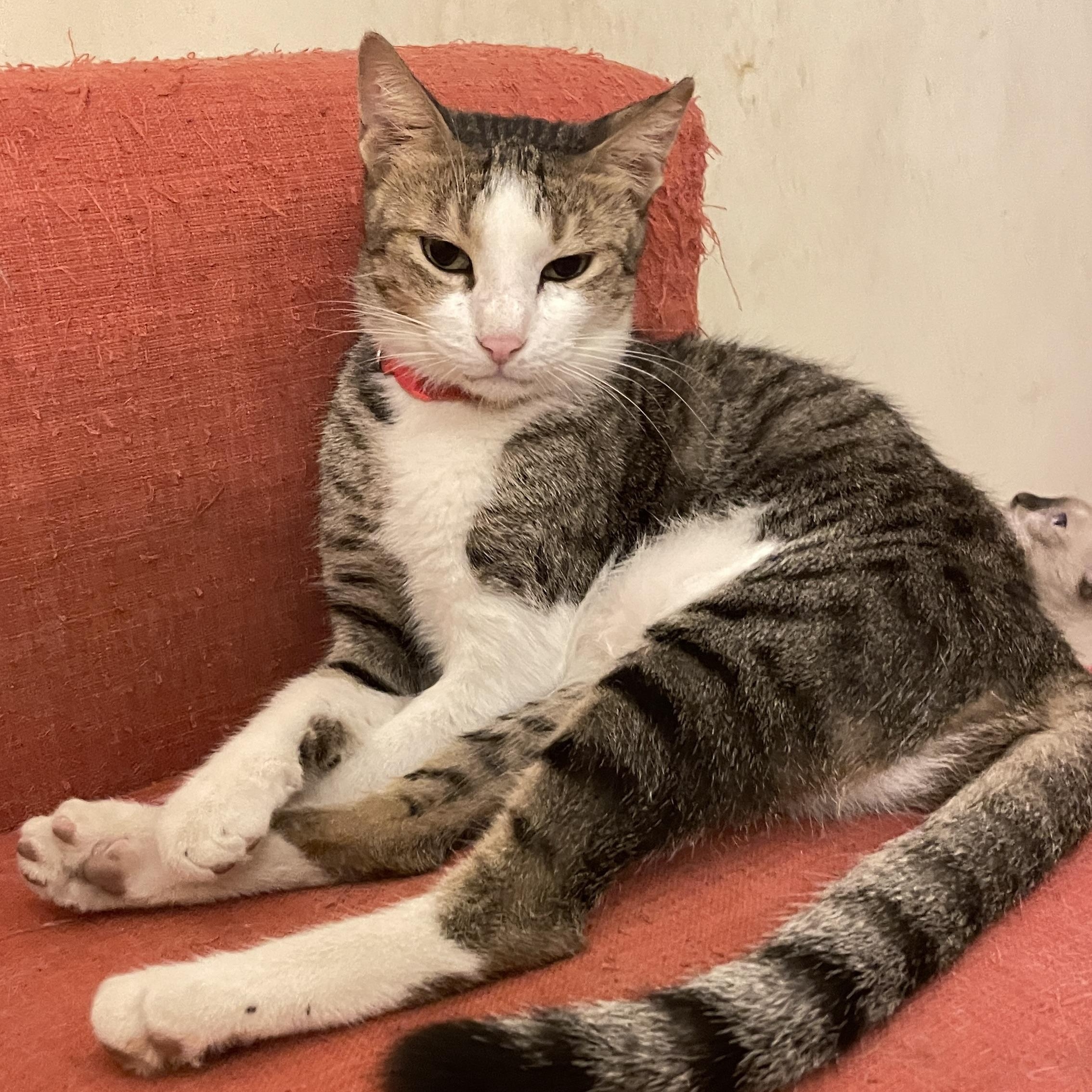 Enlarge Tara, a Adoptable Domestic Short Hair in Waltham, MA image 2/4